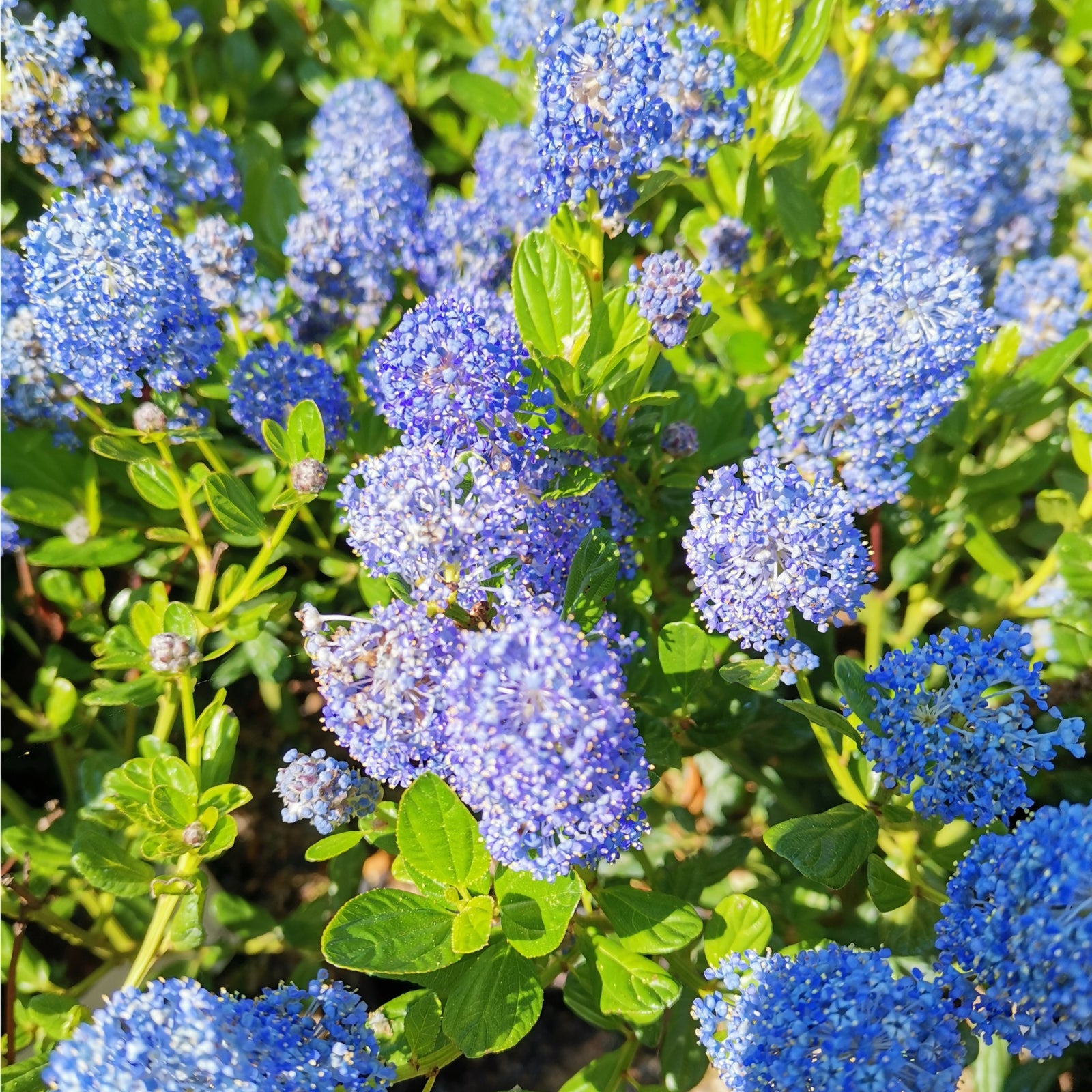 Ceanothus 'Victoria' (Californian Lilac) 9cm/2L/5L/10L