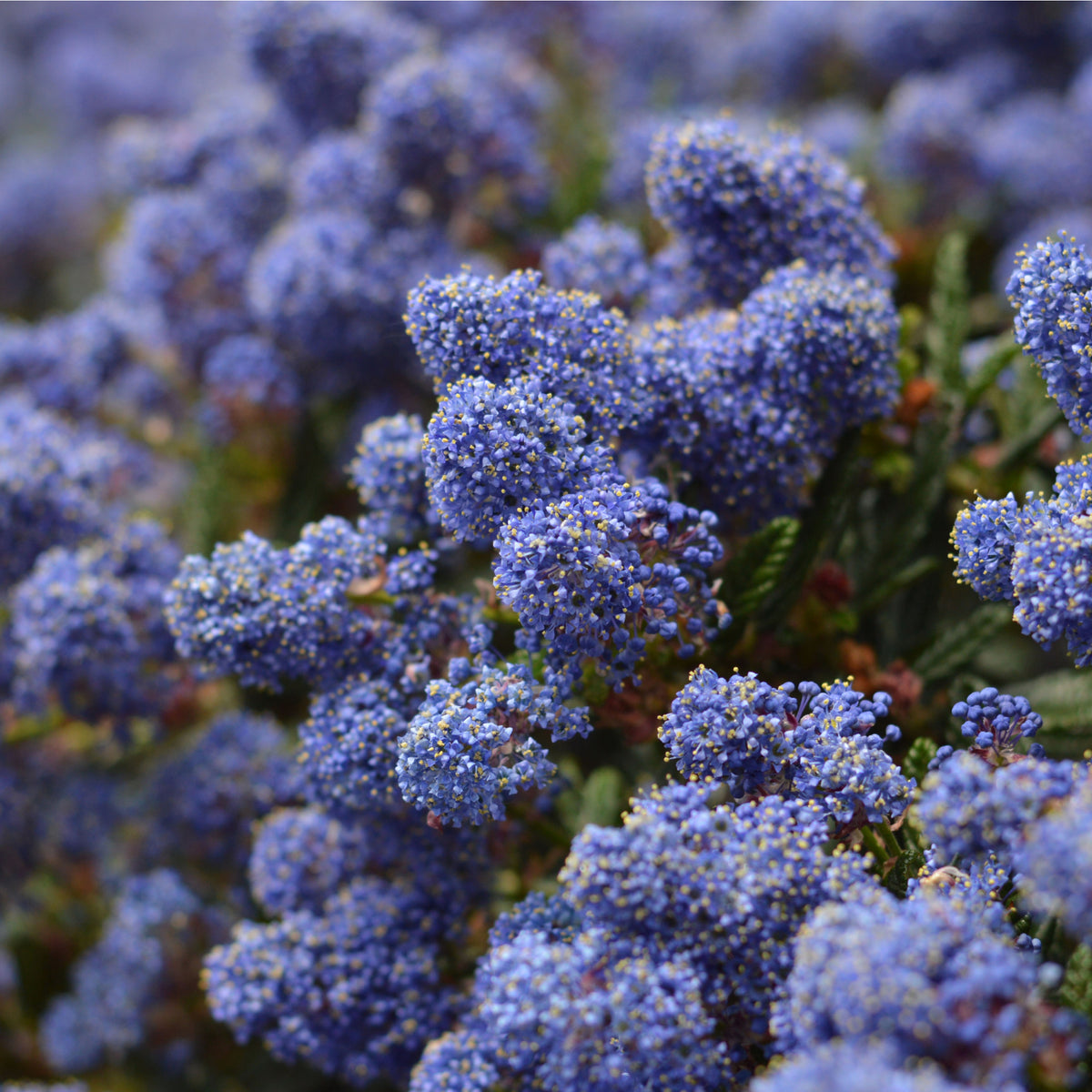 Ceanothus &#39;Victoria&#39; (Californian Lilac) 9cm/2L/5L/10L
