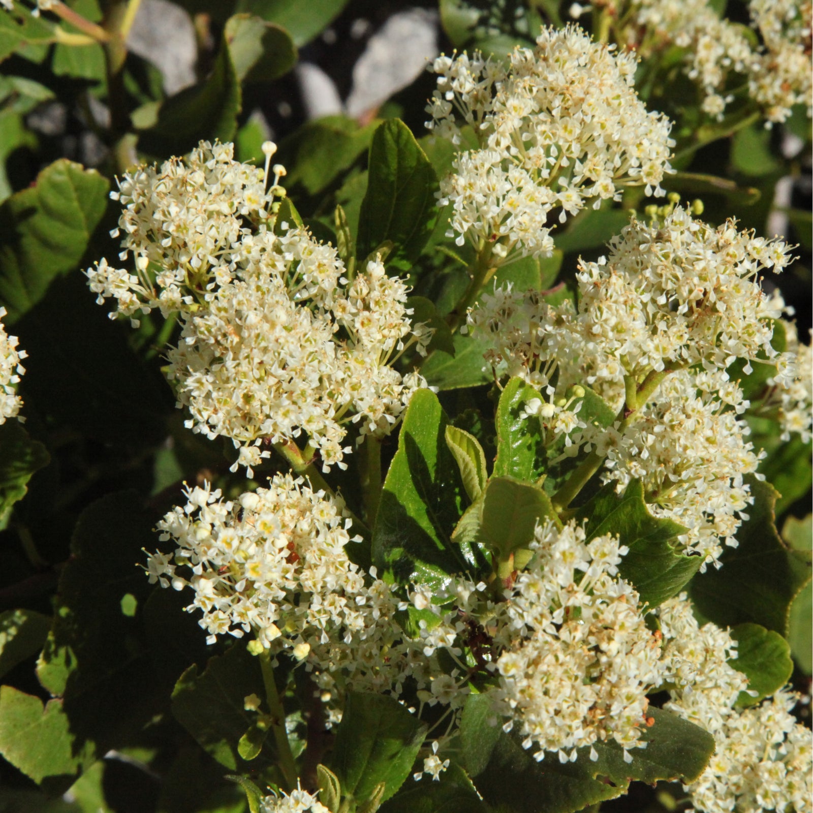 A bush with glossy green leaves and white flower clusters blooms in a sunlit garden, resembling the evergreen Ceanothus thyrsiflorus 'Snow Flurries'—White Californian Lilac (2L).