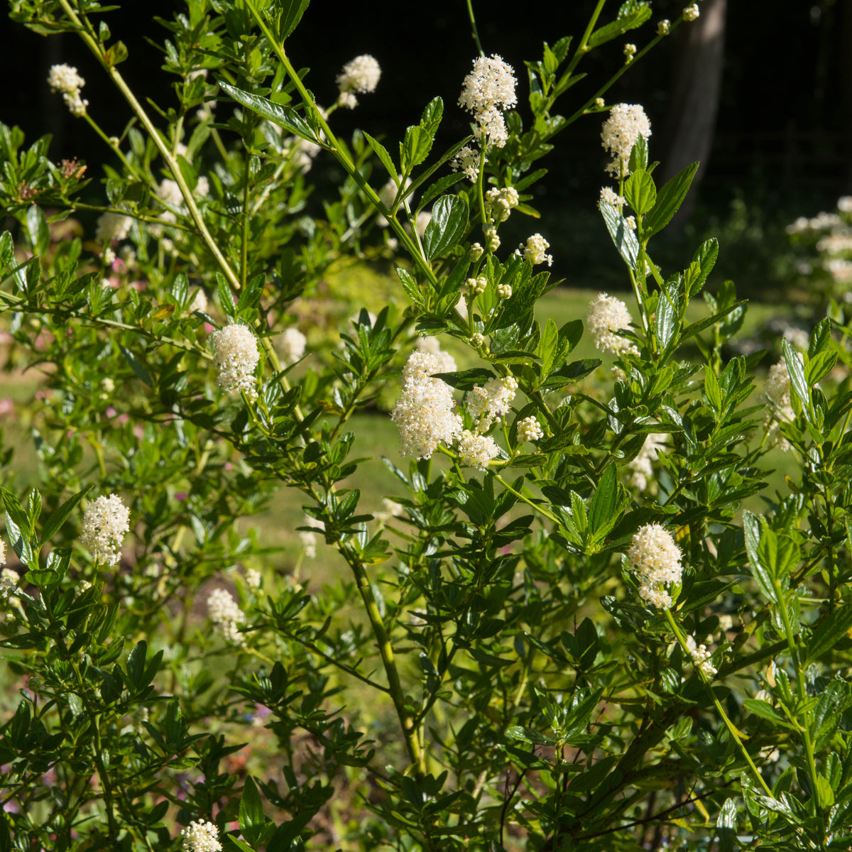 A bush with glossy green leaves and white flower clusters blooms in a sunlit garden, resembling the evergreen Ceanothus thyrsiflorus &#39;Snow Flurries&#39;—White Californian Lilac (2L).