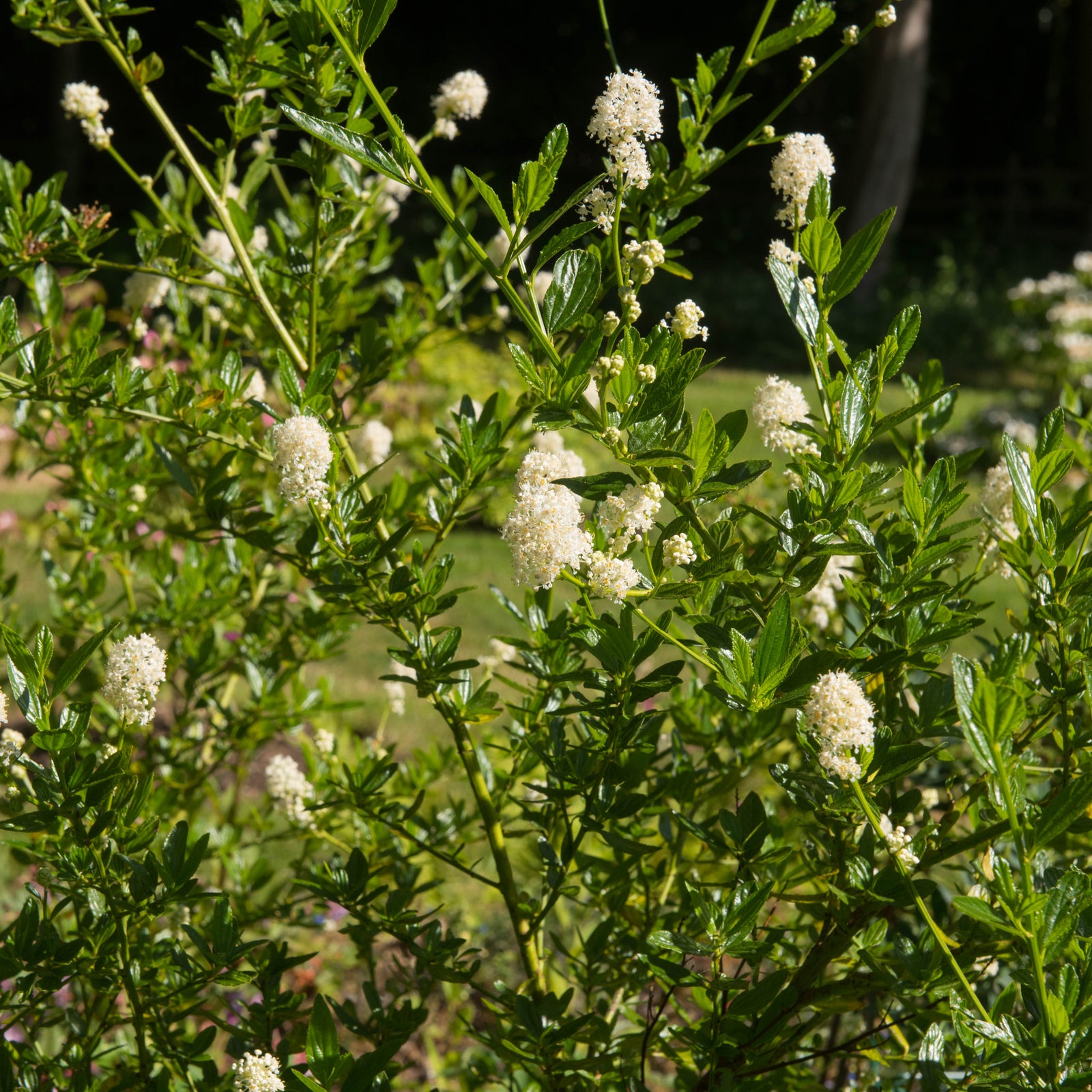 A bush with glossy green leaves and white flower clusters blooms in a sunlit garden, resembling the evergreen Ceanothus thyrsiflorus 'Snow Flurries'—White Californian Lilac (2L).