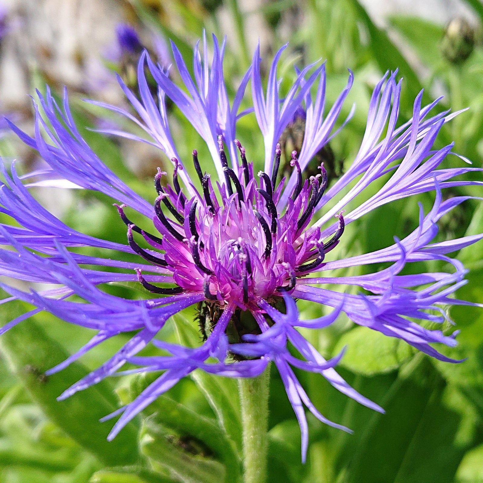 Close-up of the Centaurea caerulea 1L, a perennial with vibrant purple-violet, spiky petals and a textured center, set against a blurred green backdrop of leaves and stems.