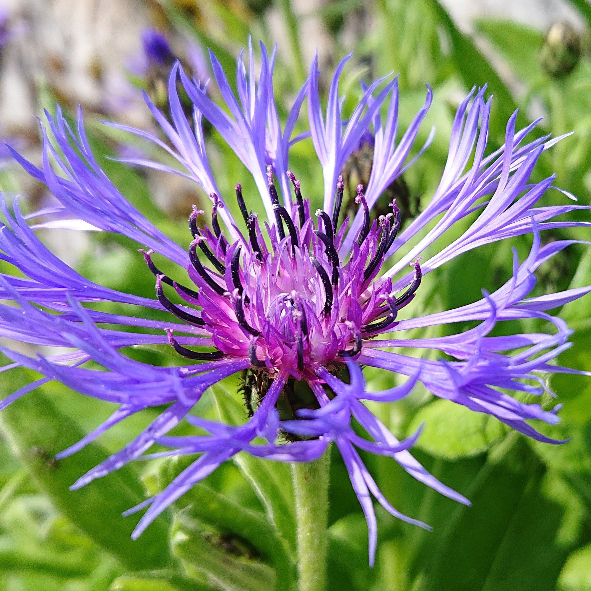 Centaurea caerulea 1L