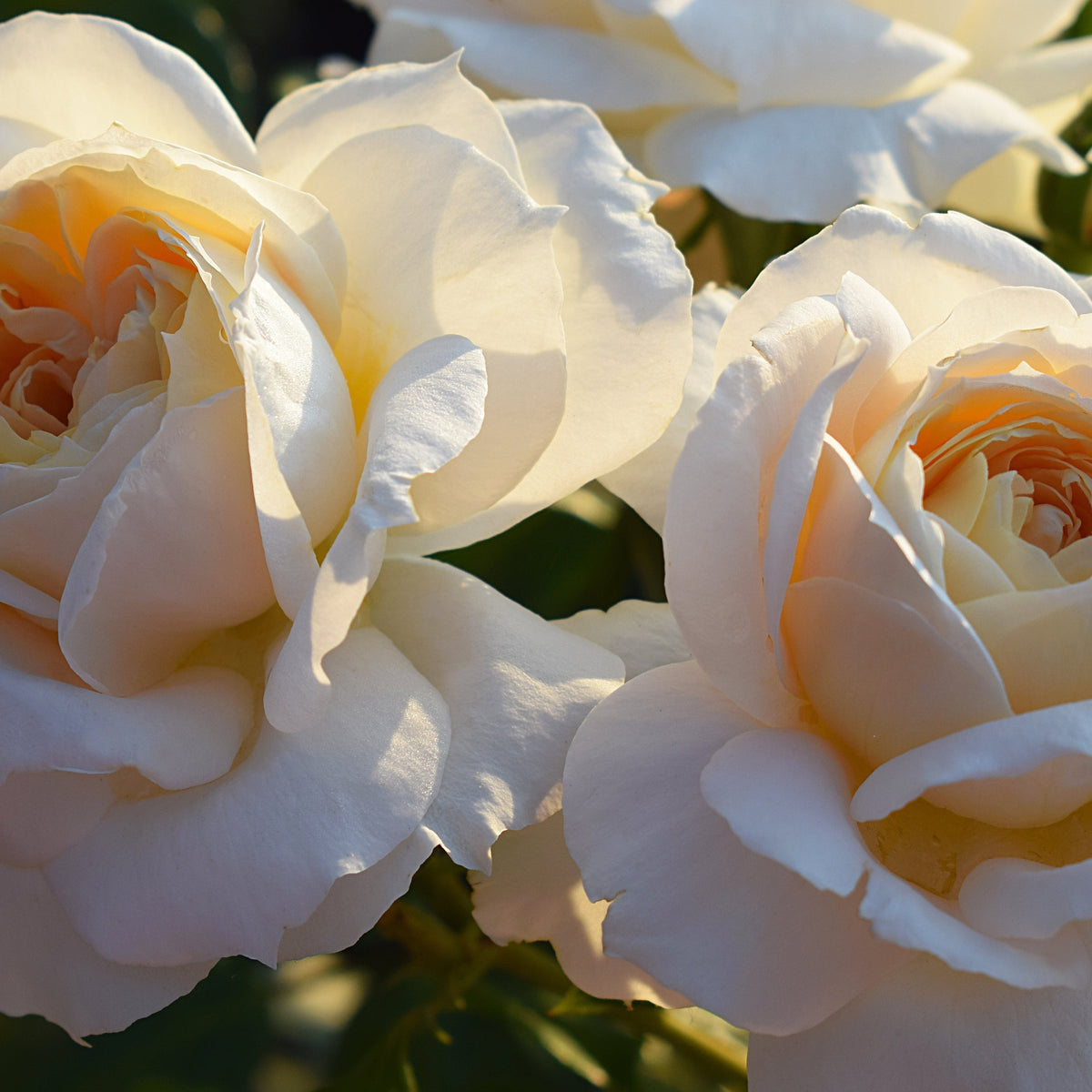Close-up of two cream-colored Rose Champagne Moments Floribunda roses in full bloom, their soft petals glowing in gentle sunlight. Green leaves frame these repeat-flowering beauties. 4L potted rose (PRE ORDER DECEMBER &#39;25).