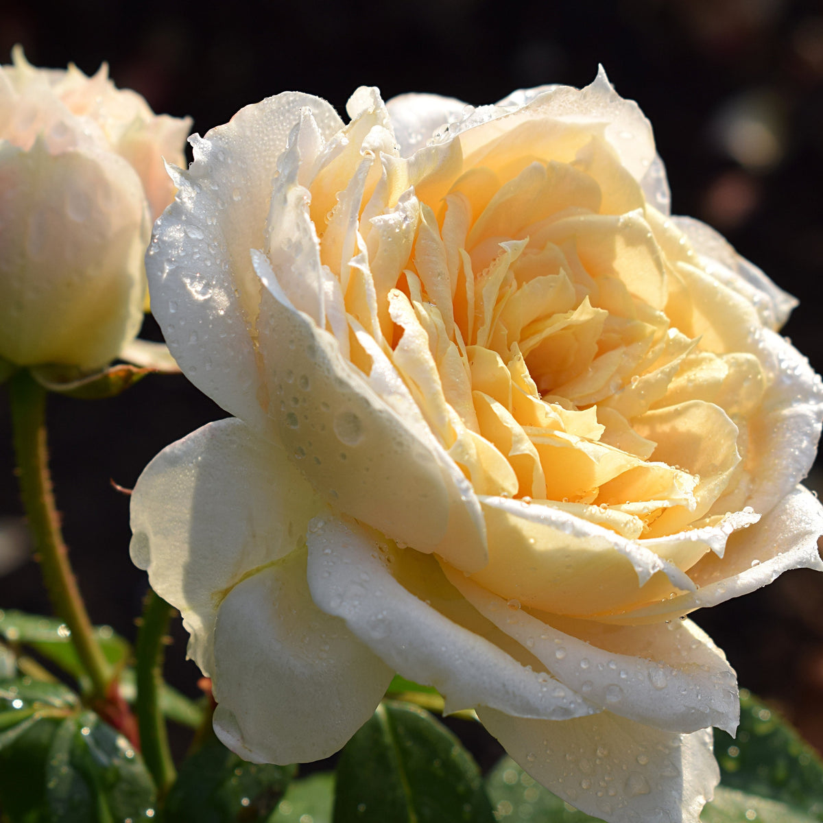 A close-up of the Rose Champagne Moments Floribunda in full bloom, its pale yellow petals covered with dewdrops, set against a blurred background with a green leaf below. 4L potted rose (PRE ORDER DECEMBER &#39;25).