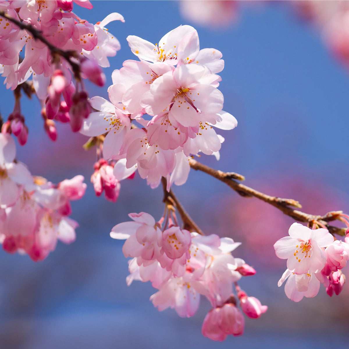 Close-up of pink blossoms in full bloom on the Ornamental Flowering Cherry Blossom Tree Dwarf - Incisa &#39;Cunera&#39; (100-120cm), set against a clear blue sky.