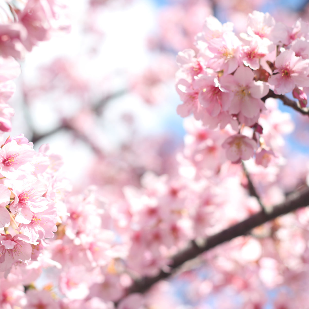 Close-up of Ornamental Flowering Cherry Blossom Tree Dwarf Incisa &#39;Cunera&#39; (100-120cm) branches covered in soft pink blooms, with a blurred backdrop of more blossoms and blue sky for a dreamy springtime vibe.