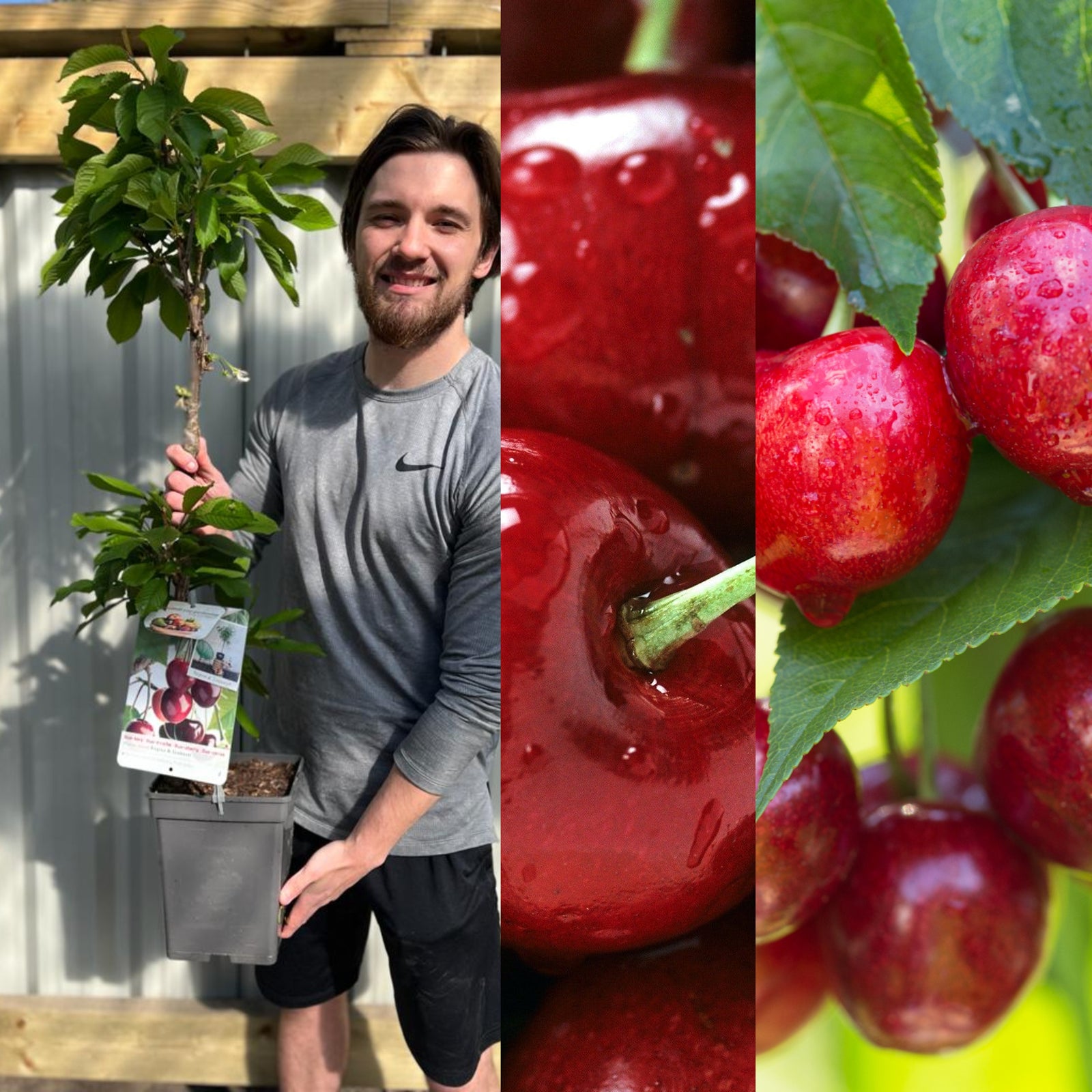 A man smiles while holding a Dwarf/Patio Duo Cherry Tree - Sunburst + Regina (2 in 1). Beside him are close-ups of ripe, red cherries with water droplets on the tree.