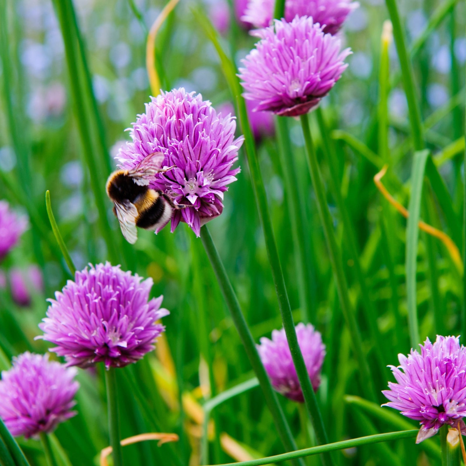 A bee rests on a Chives (Herb) 1.5L flower, showcasing the beauty of this delicate plant.