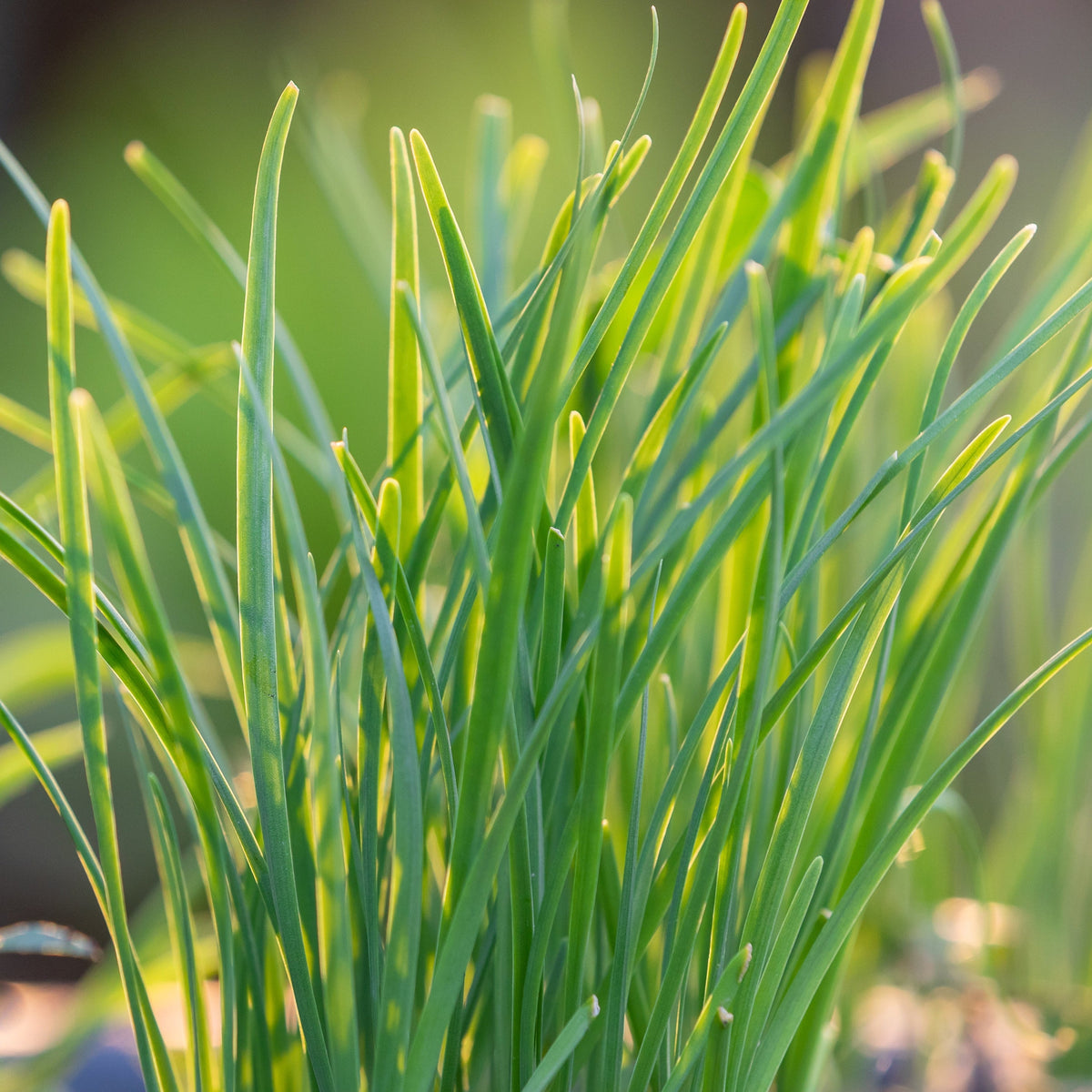 Close-up of vibrant green Chives Garlic (Herb) 9cm in a grower’s pot, sunlit leaves standing out against a softly blurred background.