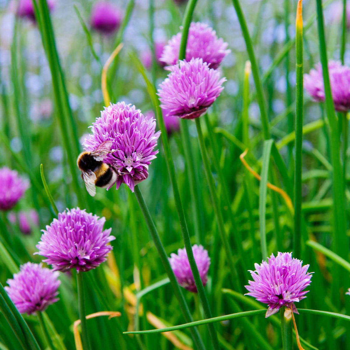 A bumblebee gathers nectar from a vibrant purple Chives (Herb) 9cm / 1.5L flower, set among green stems and blossoms in a simple-to-grow herb garden.