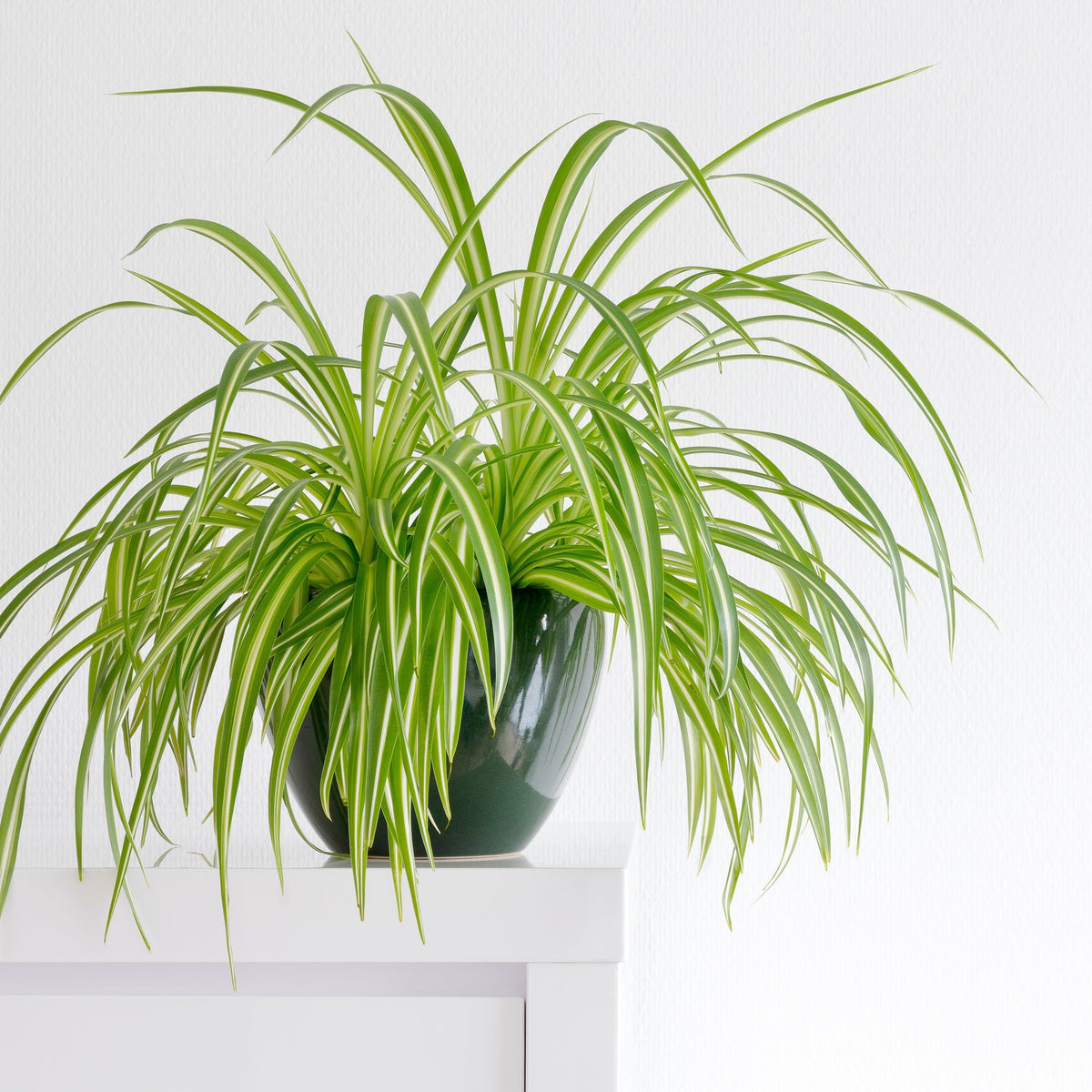The Chlorophytum variagata (Spider Plant) 25-30cm features long, arching green leaves with white stripes in a dark green pot, perfect for air purification, displayed on a white surface against a plain white background.