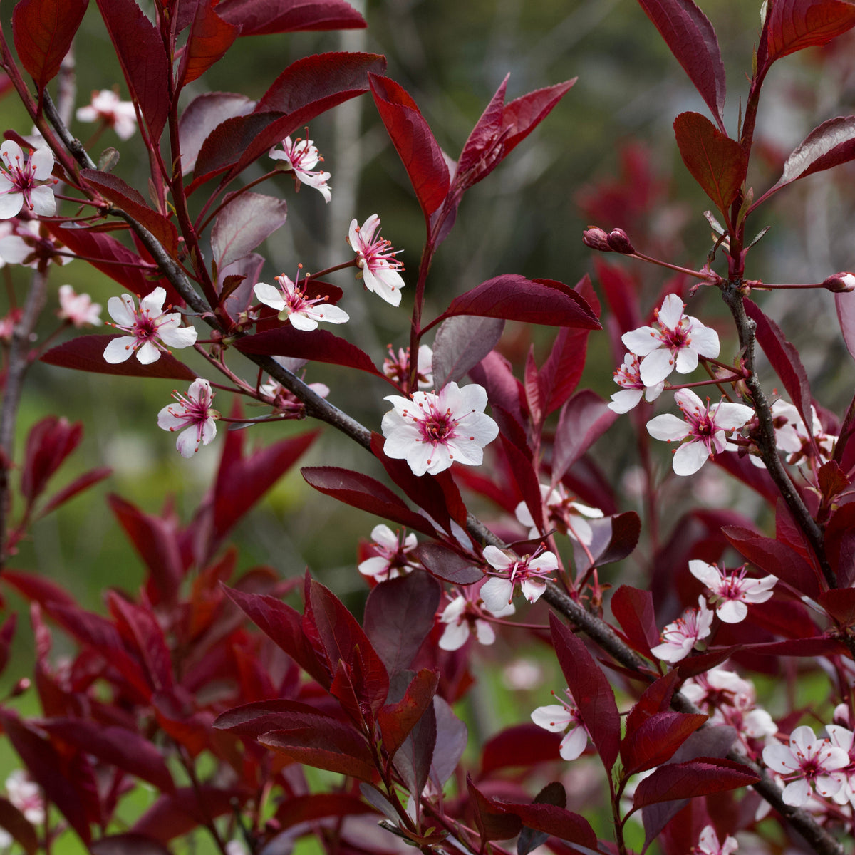 Ornamental Flowering Cherry Blossom Tree - &#39;Cistena&#39;