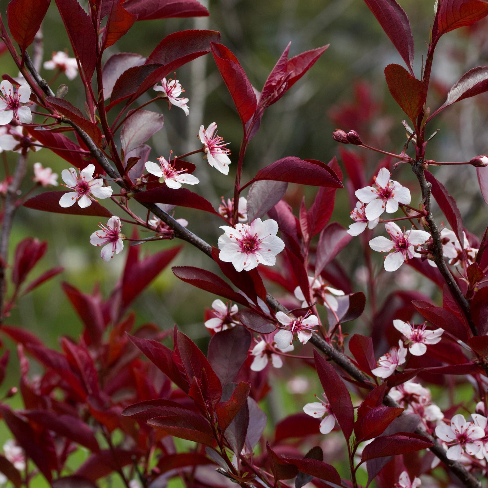 Dwarf/Patio Ornamental Flowering Cherry Blossom Tree - 'Cistena' 100-120cm
