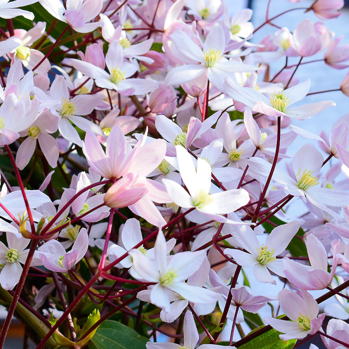 Clusters of pale pink and white flowers with yellow centers, slender reddish stems, and green leaves characterize Clematis armandii - Apple Blossom 100cm (Evergreen and Fragrant), an evergreen climber thriving in bright sunlight.