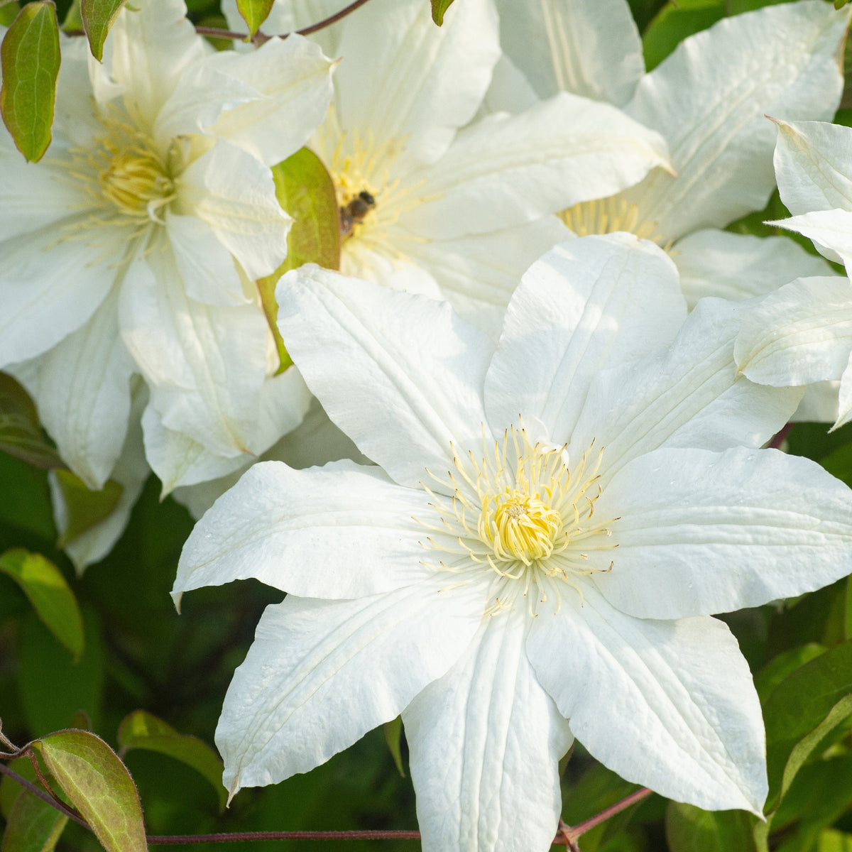 Clematis &#39;Early Sensation&#39;