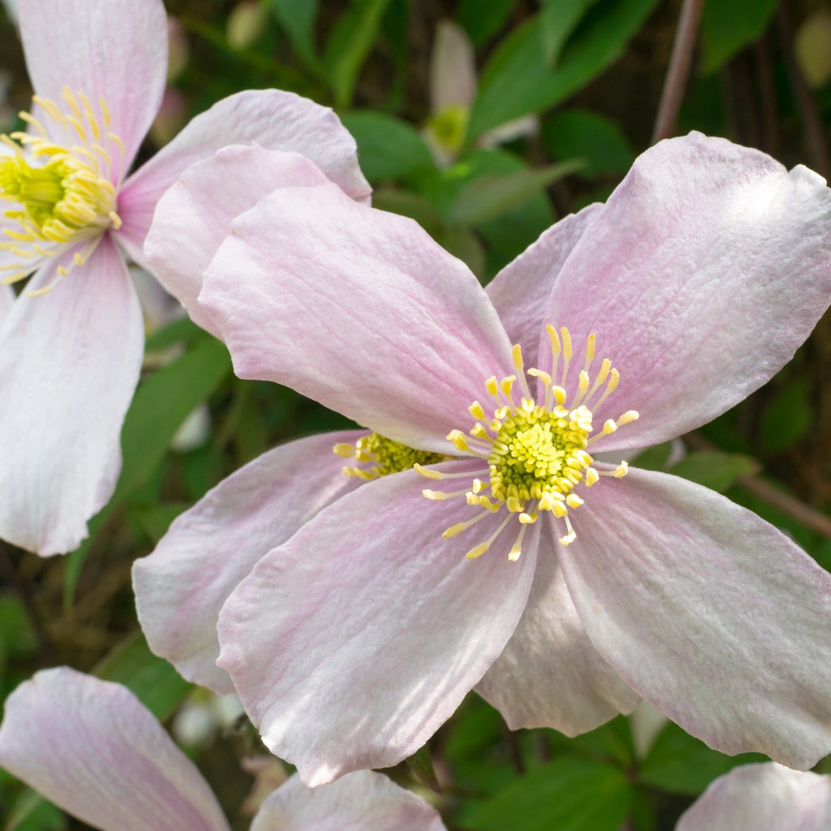 Clematis montana &#39;Fragrant Spring&#39; 60cm