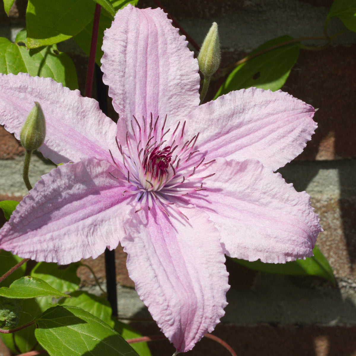 A close-up of Clematis &#39;Hagley Hybrid&#39; 60cm features its large, light purple six-petaled flowers with dark pink stamens, blooming against a brick wall surrounded by green leaves and two nearby flower buds.