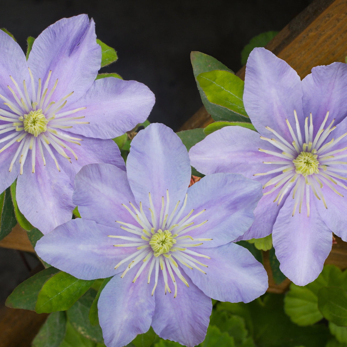 Three Clematis Hybrid &#39;Justa&#39; 50cm flowers, each light purple with yellow centers and green leaves, are clustered together in bloom against wooden slats and dark shadows.