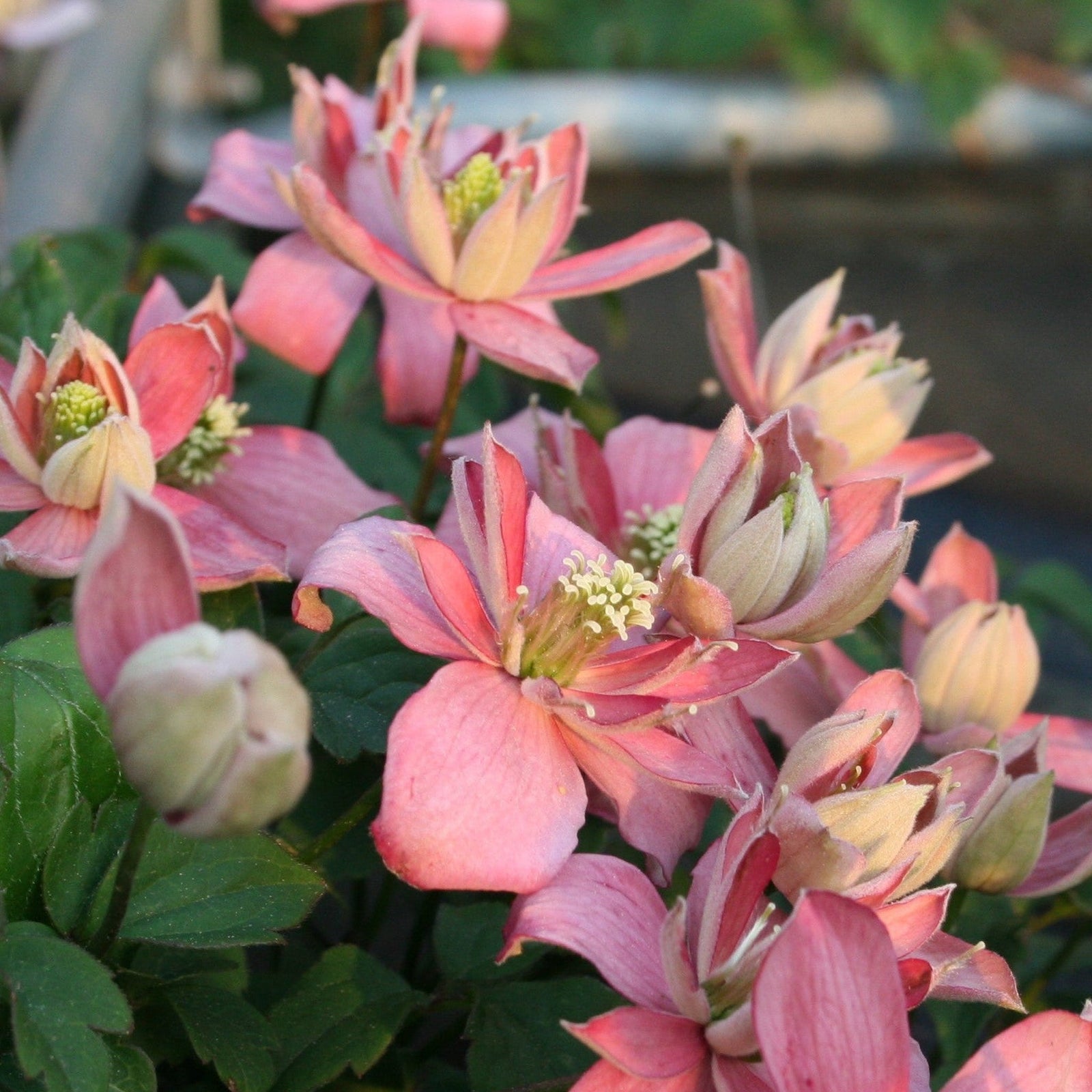 Close-up of creamy pink Clematis montana 'Marjorie' 60cm flowers with yellow centers and green leaves, blooming outdoors among blurred greenery and garden structures.