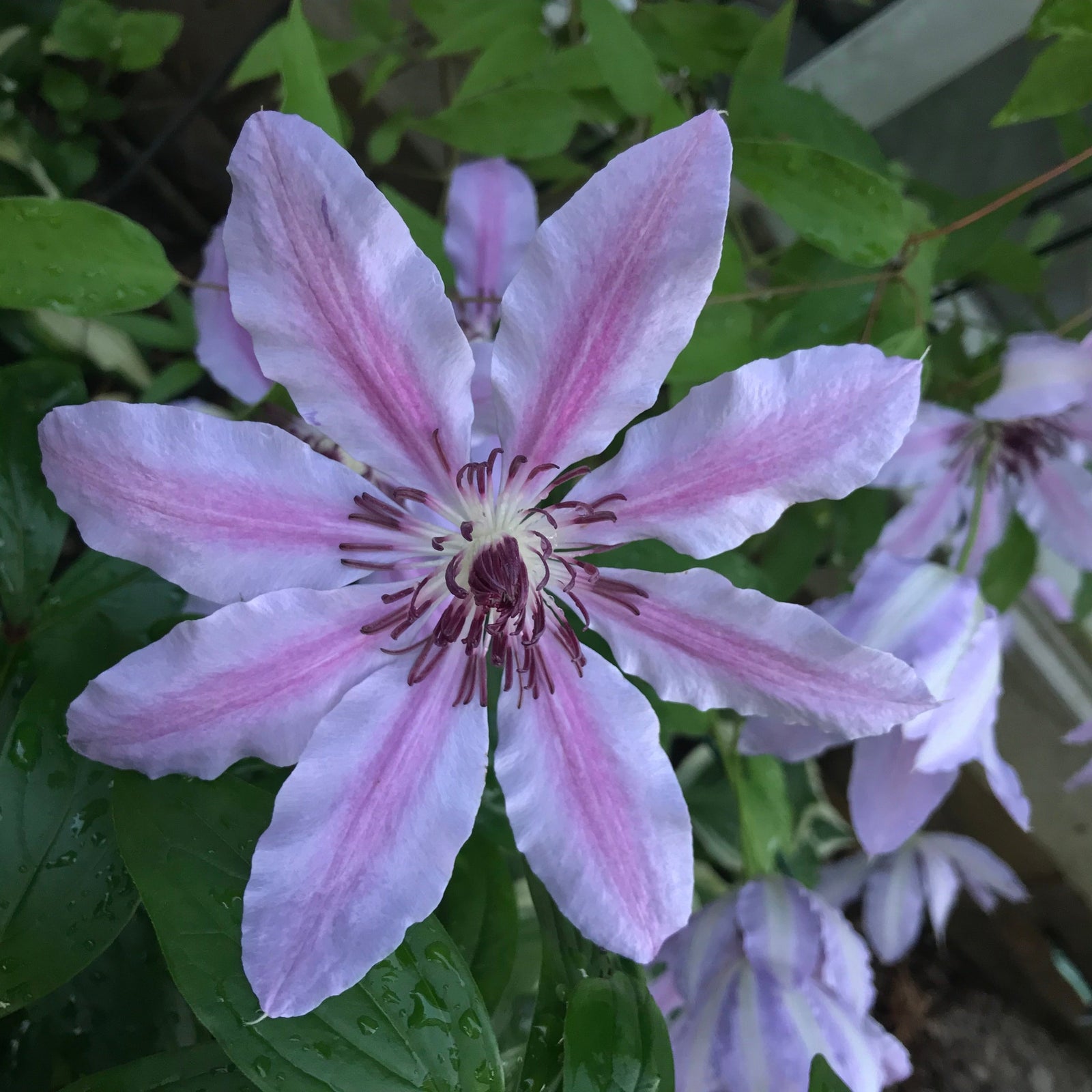 A close-up of Clematis 'Nelly Moser,' featuring a large pale purple flower with pink stripes on each petal, blooming among green leaves and other blossoms on a vibrant vine in the background.