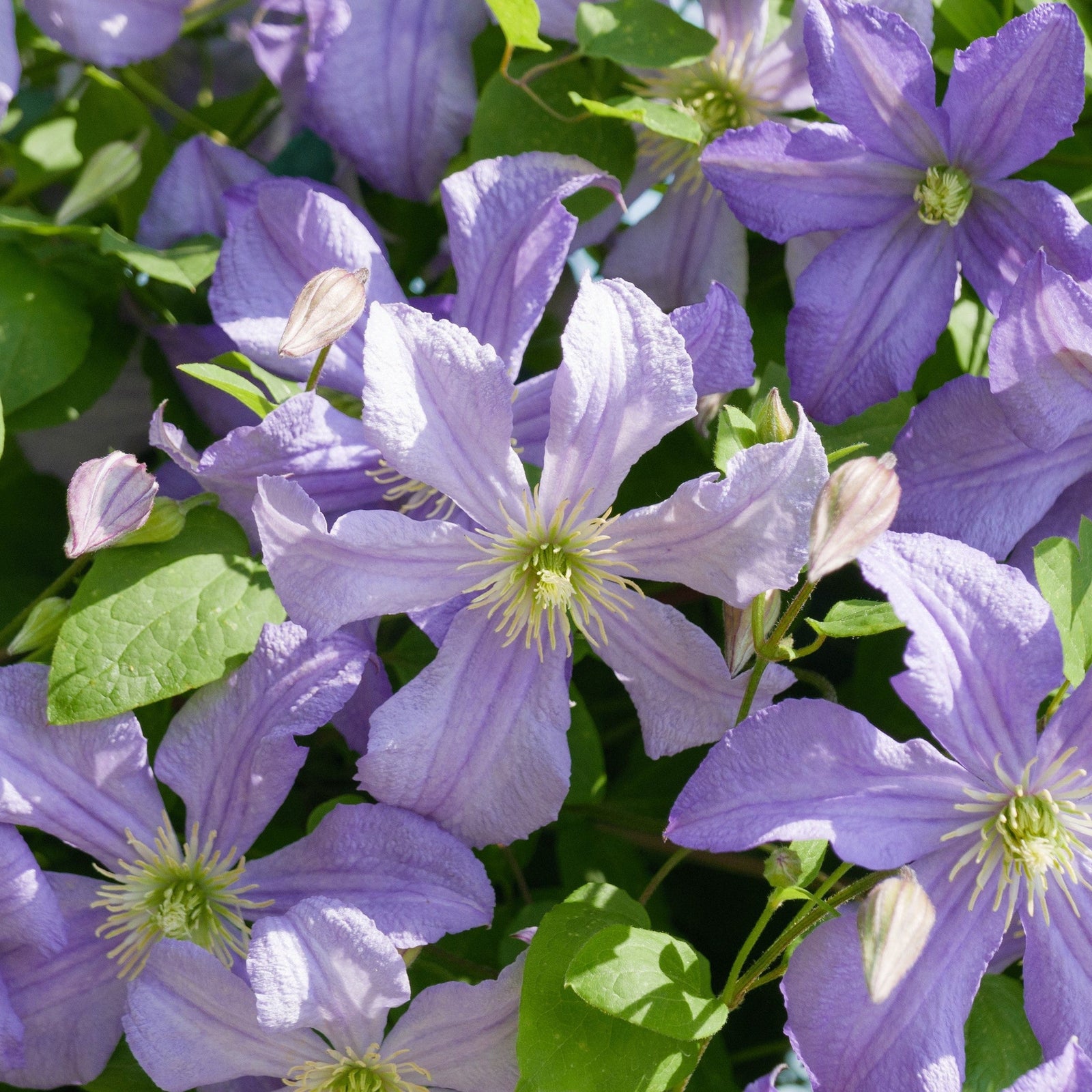 The compact Clematis 'Prince Charles' 75cm features mauve-blue, star-shaped blooms with yellow centers and green leaves, adding vibrant color to any garden.