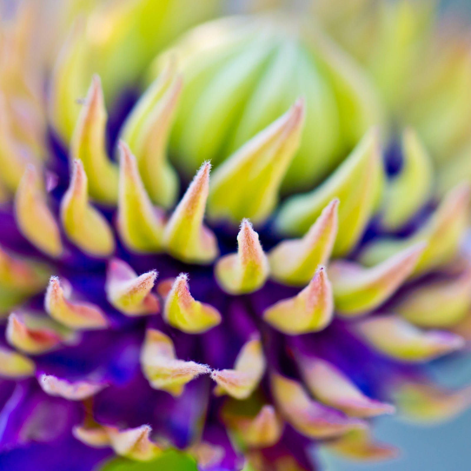 Close-up of Clematis florida 'Taiga' (75-85cm) showing its vibrant purple petals and green pointed sepals around a tightly closed bud, set against a softly blurred background.