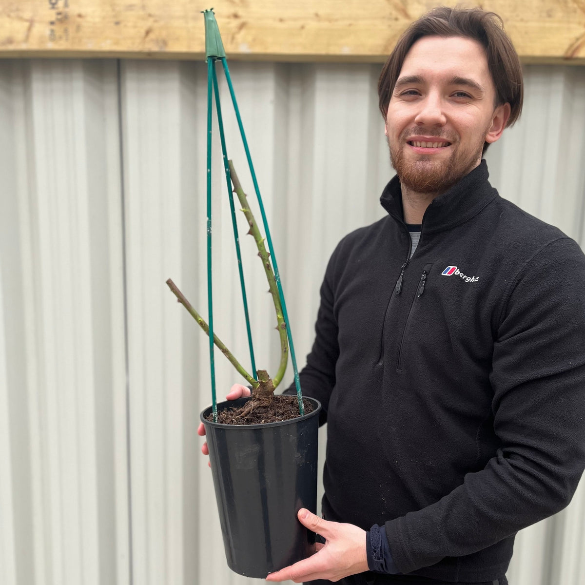 A smiling man in a black jacket holds a 4L potted Rose Iceberg climbing rose, supported by three green stakes, in front of a corrugated metal wall.