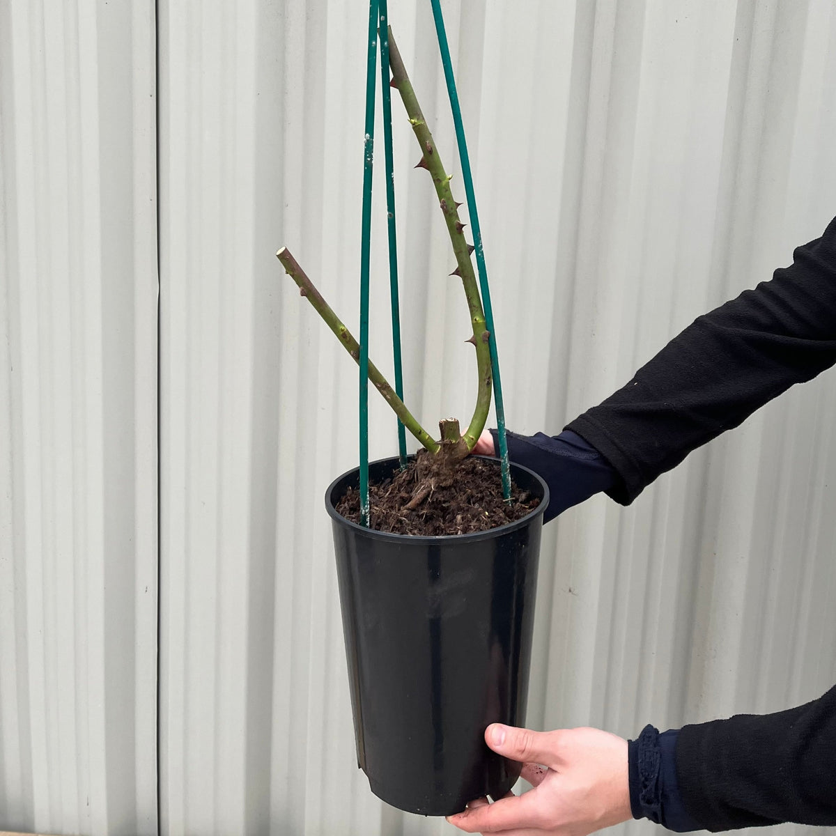 Someone wearing black sleeves holds a 4L potted Rose Masquerade Climbing Floribunda Rose (PRE ORDER DECEMBER &#39;25), its bare, thorny stem supported by green stakes. The light corrugated metal wall forms the background.