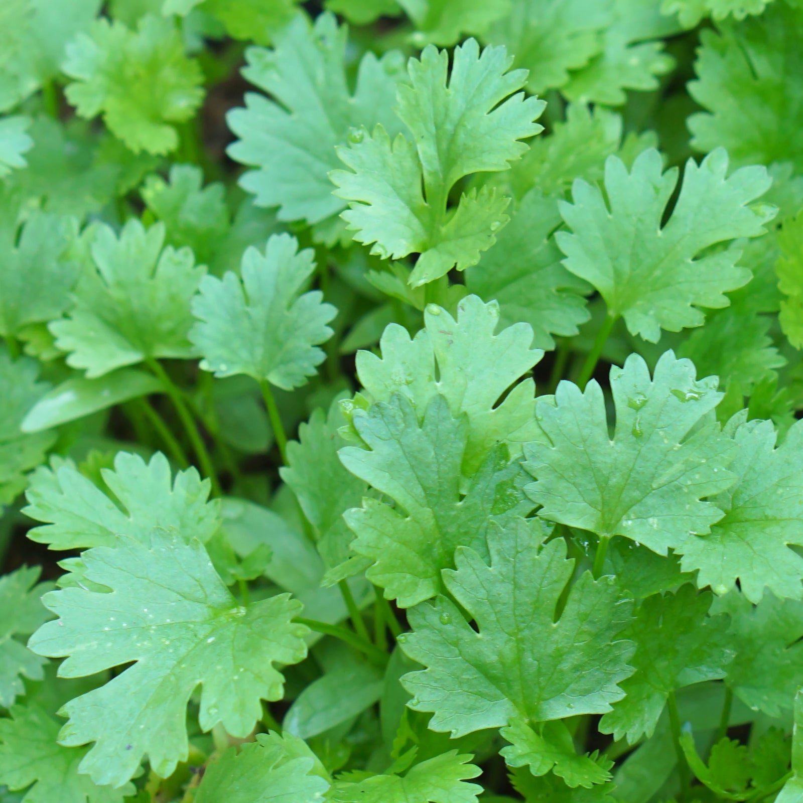 Close-up of lush, green Coriander (Herb) 9cm leaves growing densely in a grower’s pot, highlighting their serrated edges and healthy color—showcasing the ideal appearance of this popular herb.