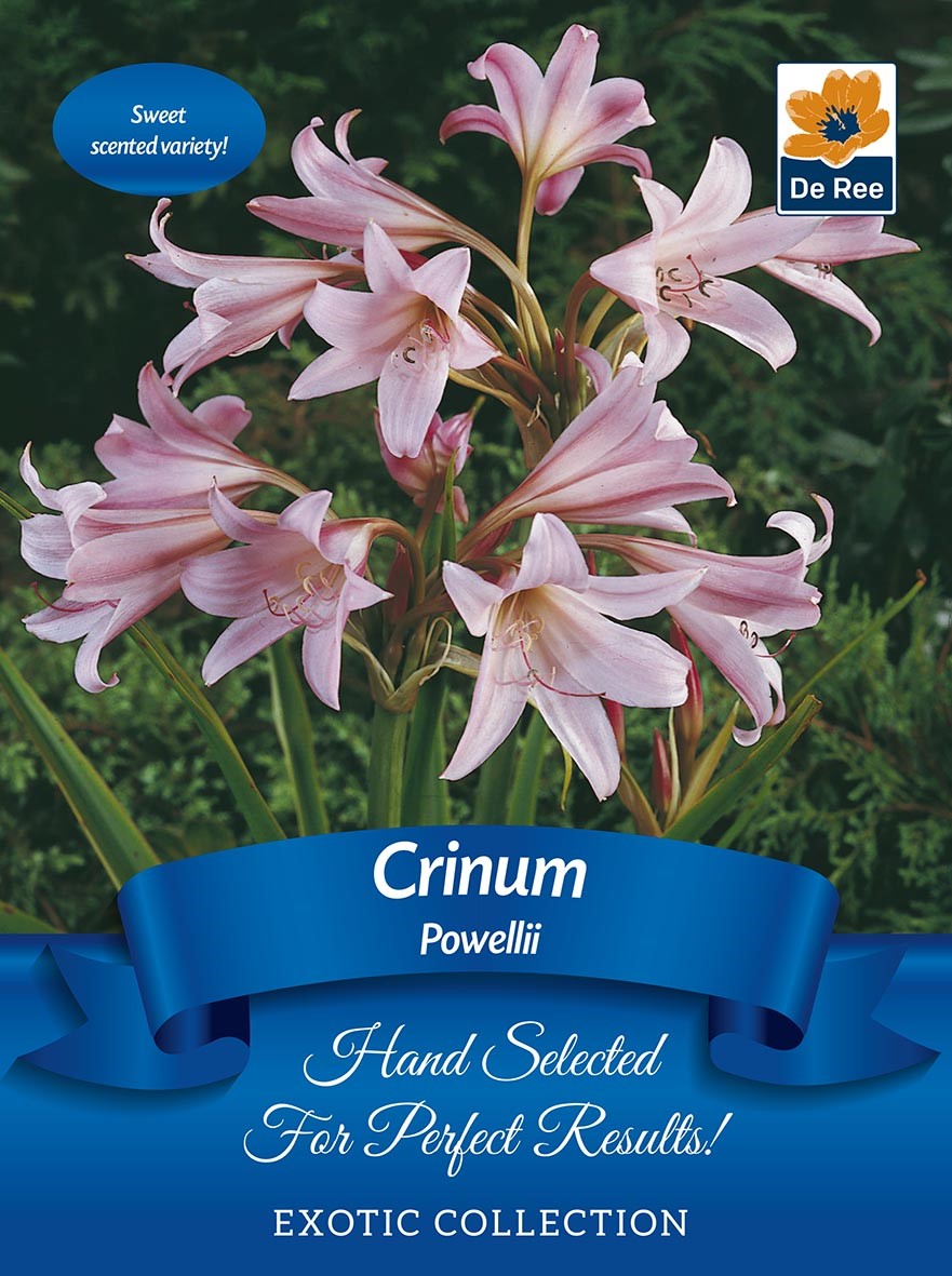 Crinum &#39;Powellii&#39; | Exotic Collection | 1 Bulb