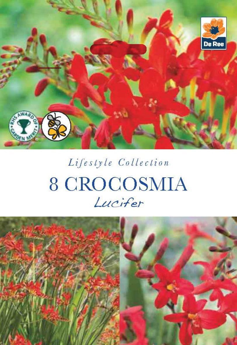 Crocosmia | Lucifer | 8 Bulbs
