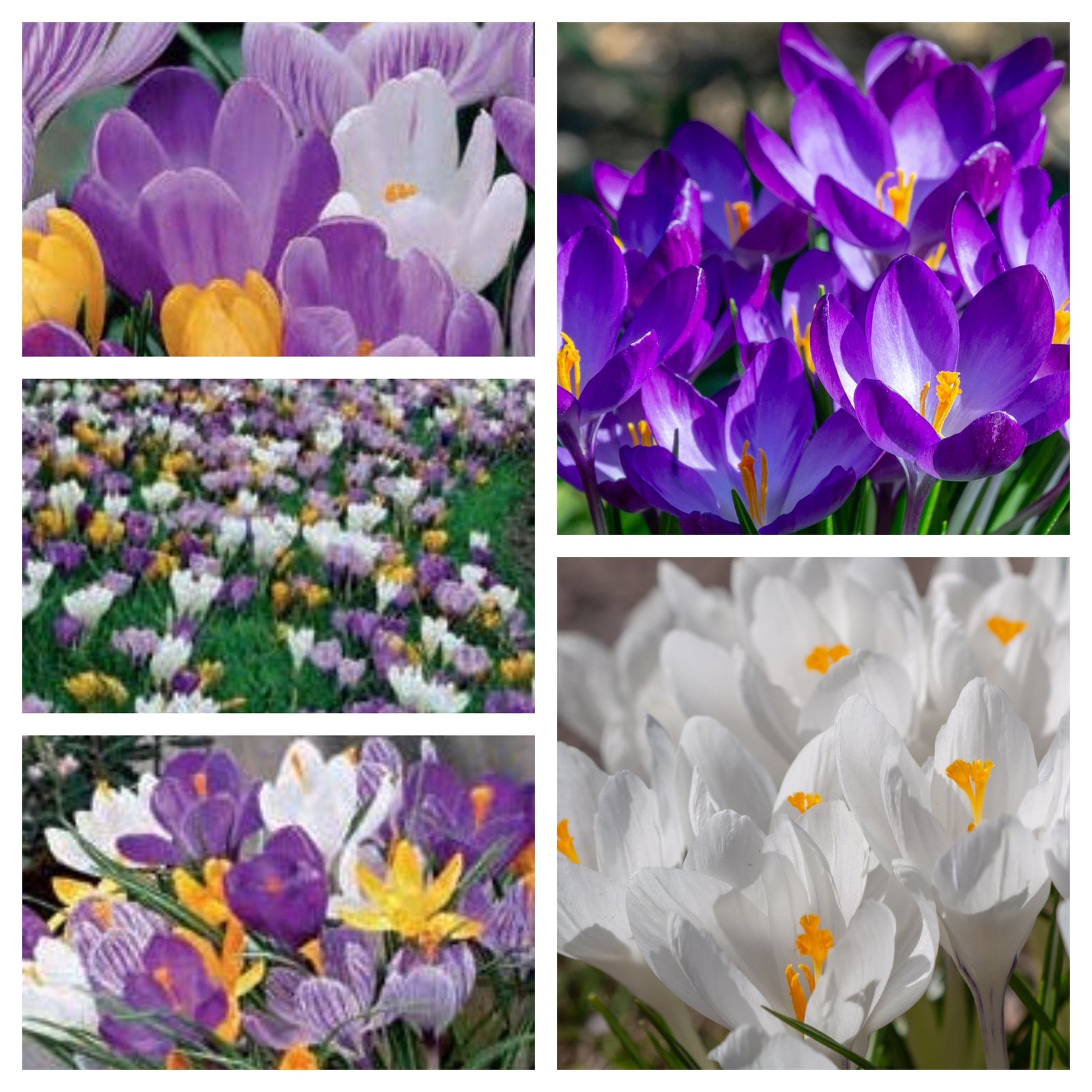 The Crocus Large Flowering Mixed (7 Bulbs) pack features vibrant purple, white, and yellow Crocus—perfect for early spring gardens. Images show blooming clusters in beds and pots, with the De Ree logo in the top right corner.