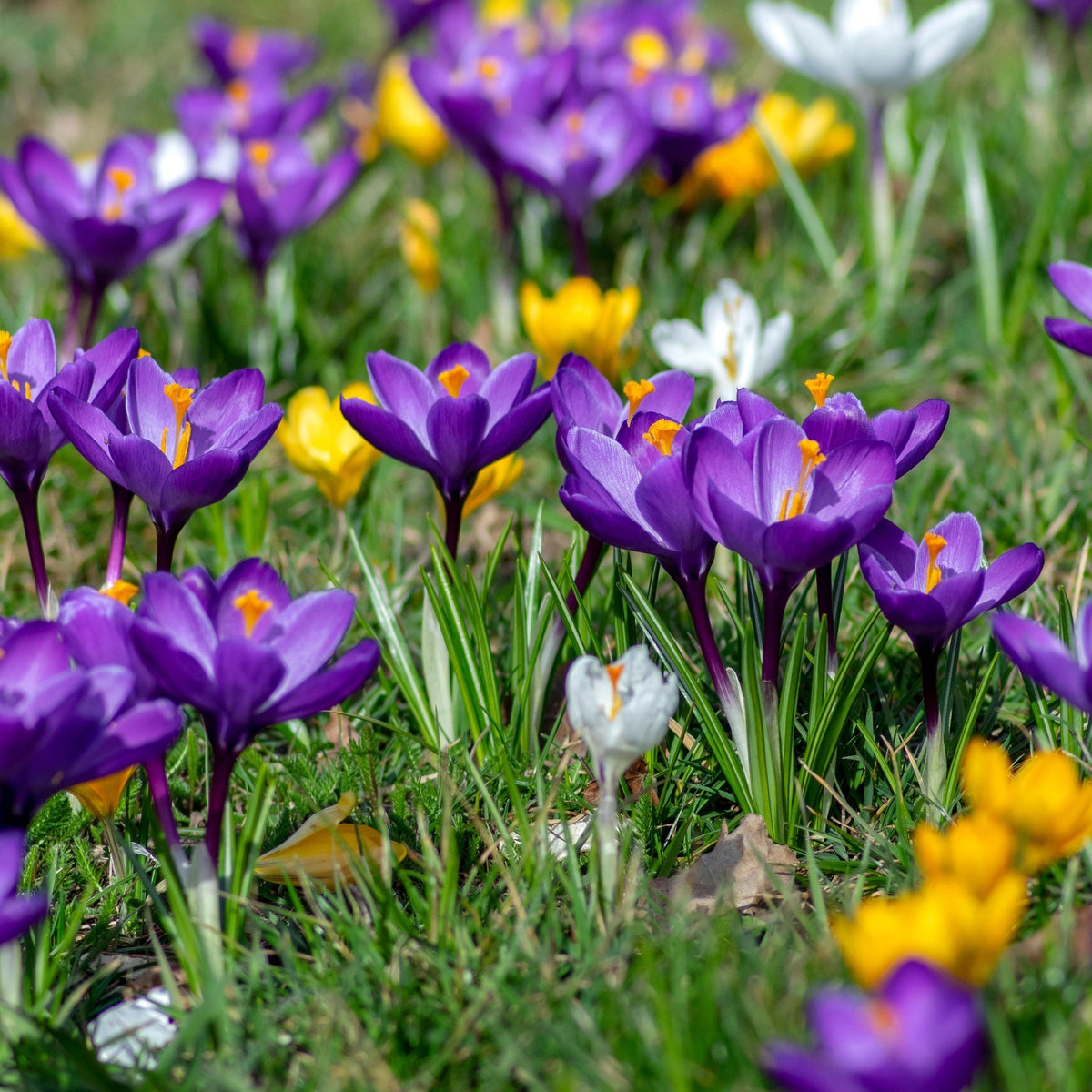 Crocus Large Flowering Mixed (15 Bulbs) produces purple, yellow, and white crocus flowers that bloom in grassy fields, creating a vibrant spring display with lush green foliage and petals glowing in the sunlight.