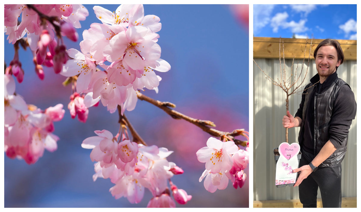 A smiling person outdoors holds a potted Ornamental Flowering Cherry Blossom Tree Dwarf - Incisa &#39;Cunera&#39; (100-120cm), with a close-up of its cherry blossoms on a branch against a bright blue sky.