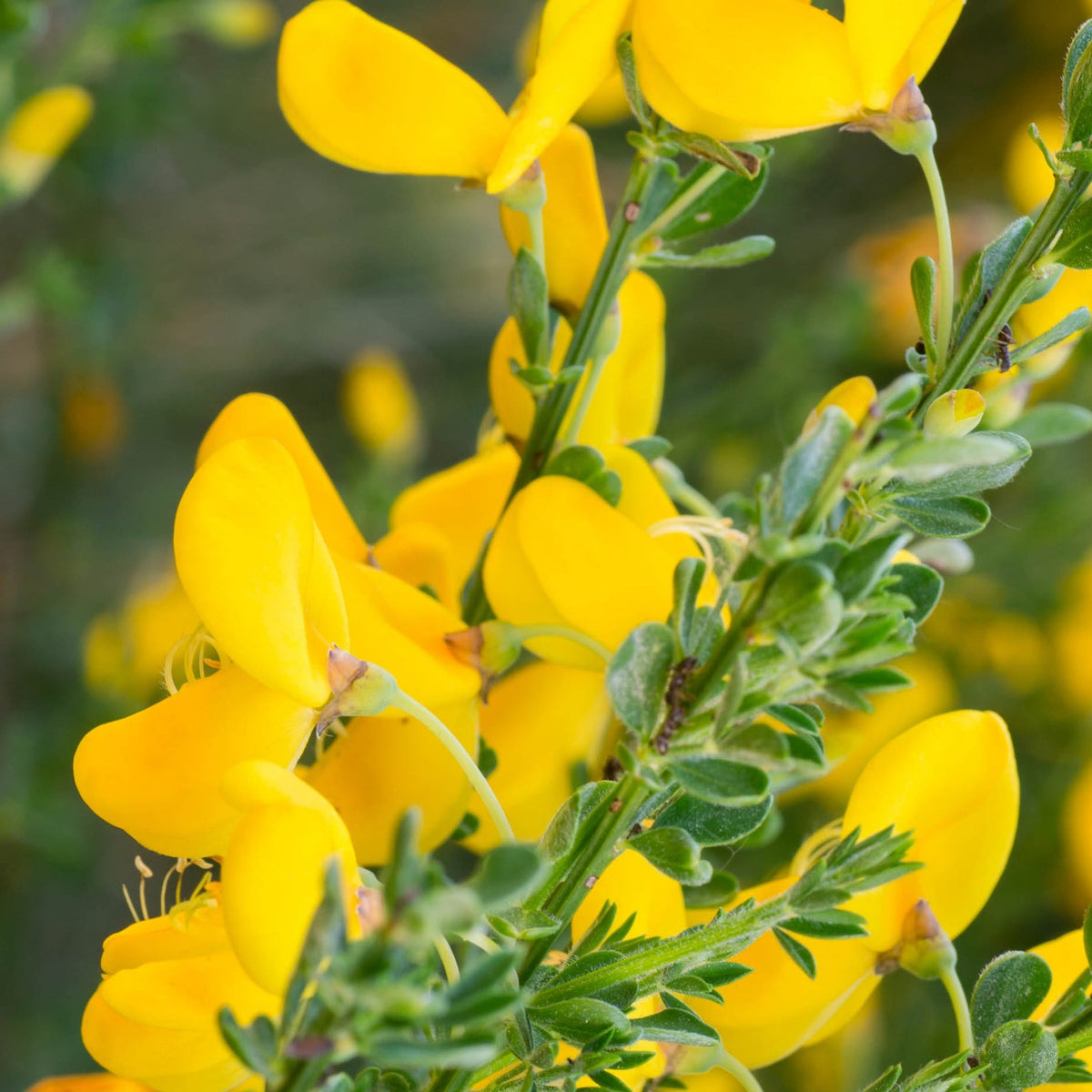 Cytisus &#39;Vanesse&#39; 1L