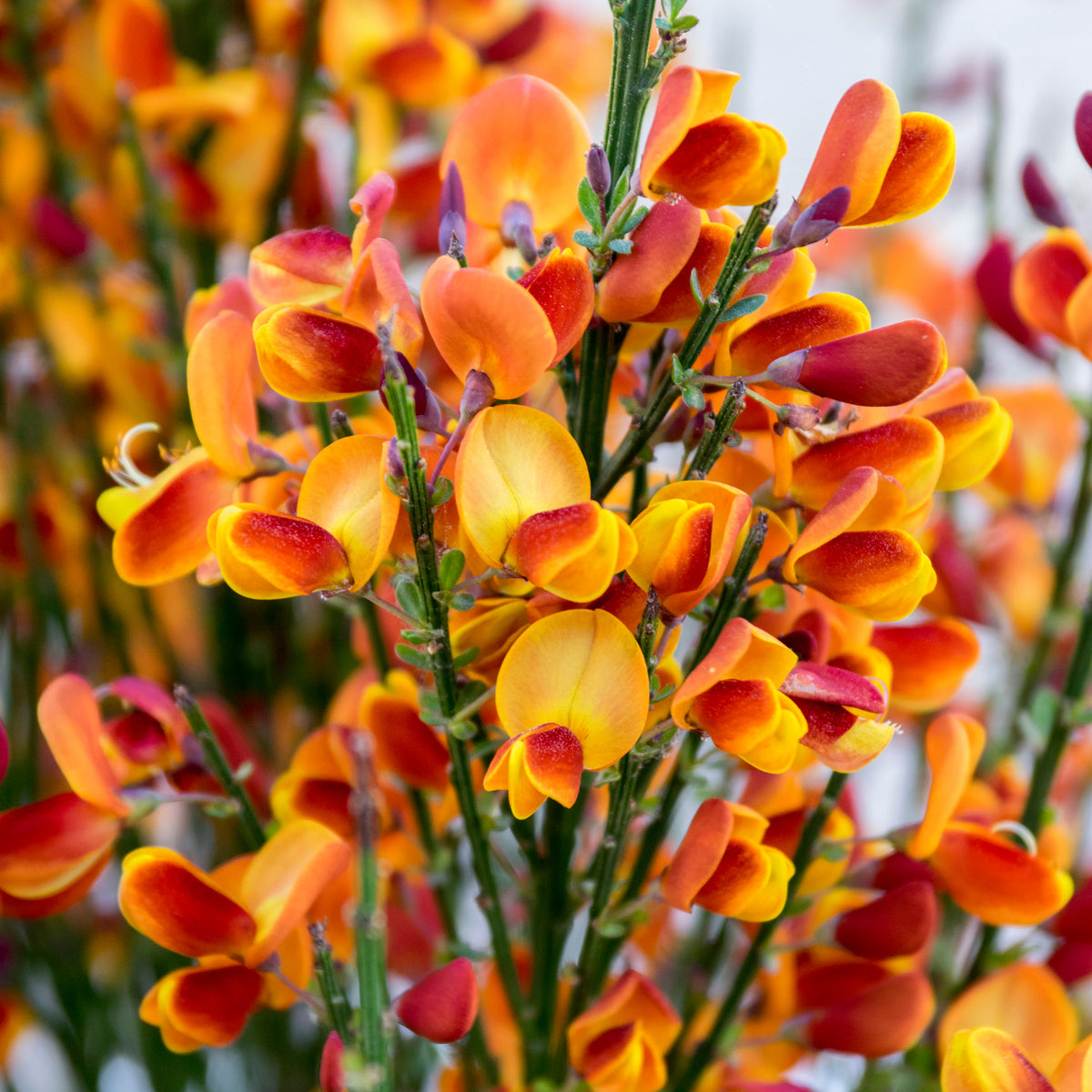 Cytisus (Broom) - &#39;Lena&#39; Orange 1/2L