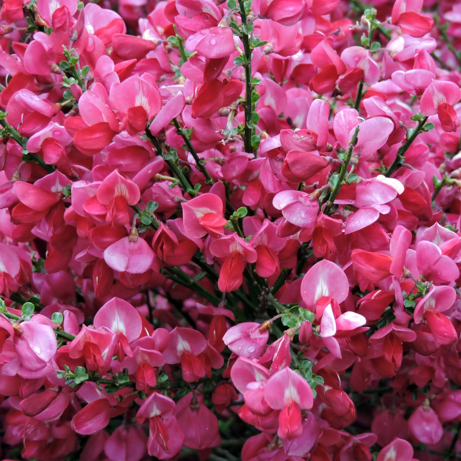 Cytisus 'Hollandia' (Broom) Pink 2L
