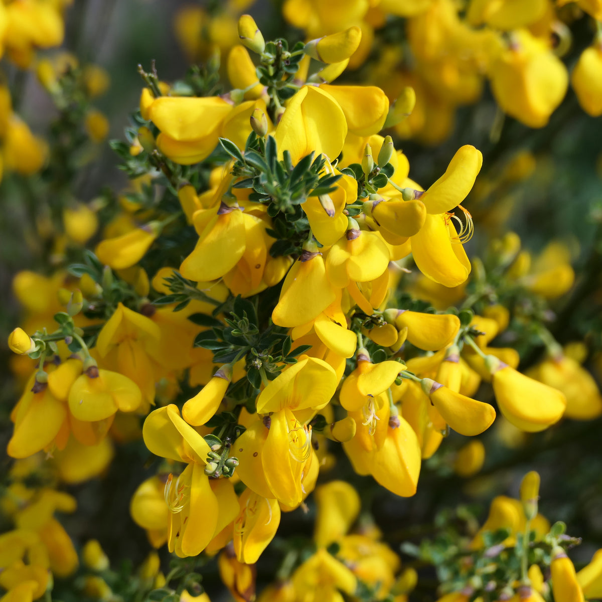 A close-up of vibrant golden-yellow flowers blooming densely on green stems and leaves of Cytisus x praecox &#39;Allgold&#39; 2L, set against a softly blurred natural background.