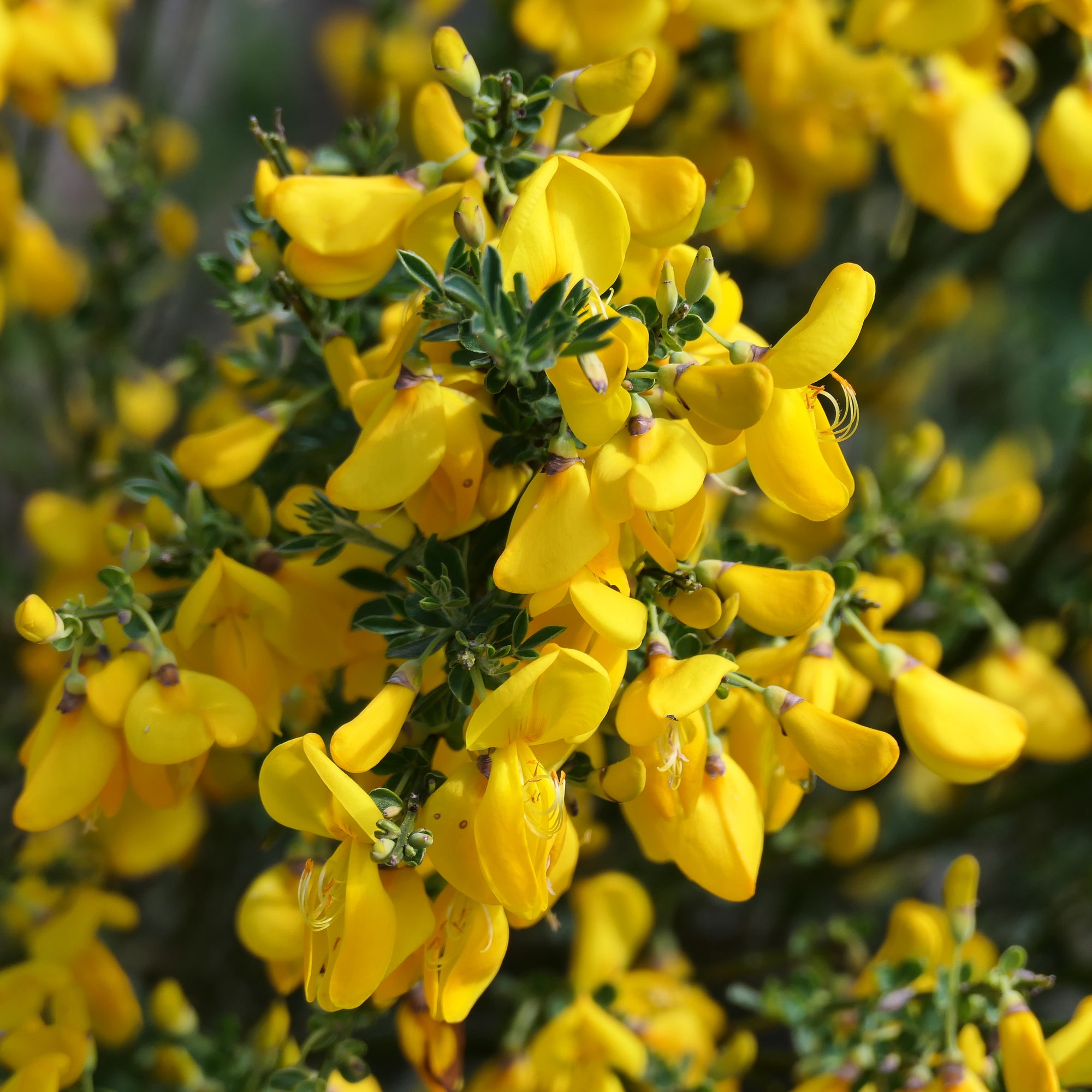 Cytisus x praecox 'Allgold' 2L