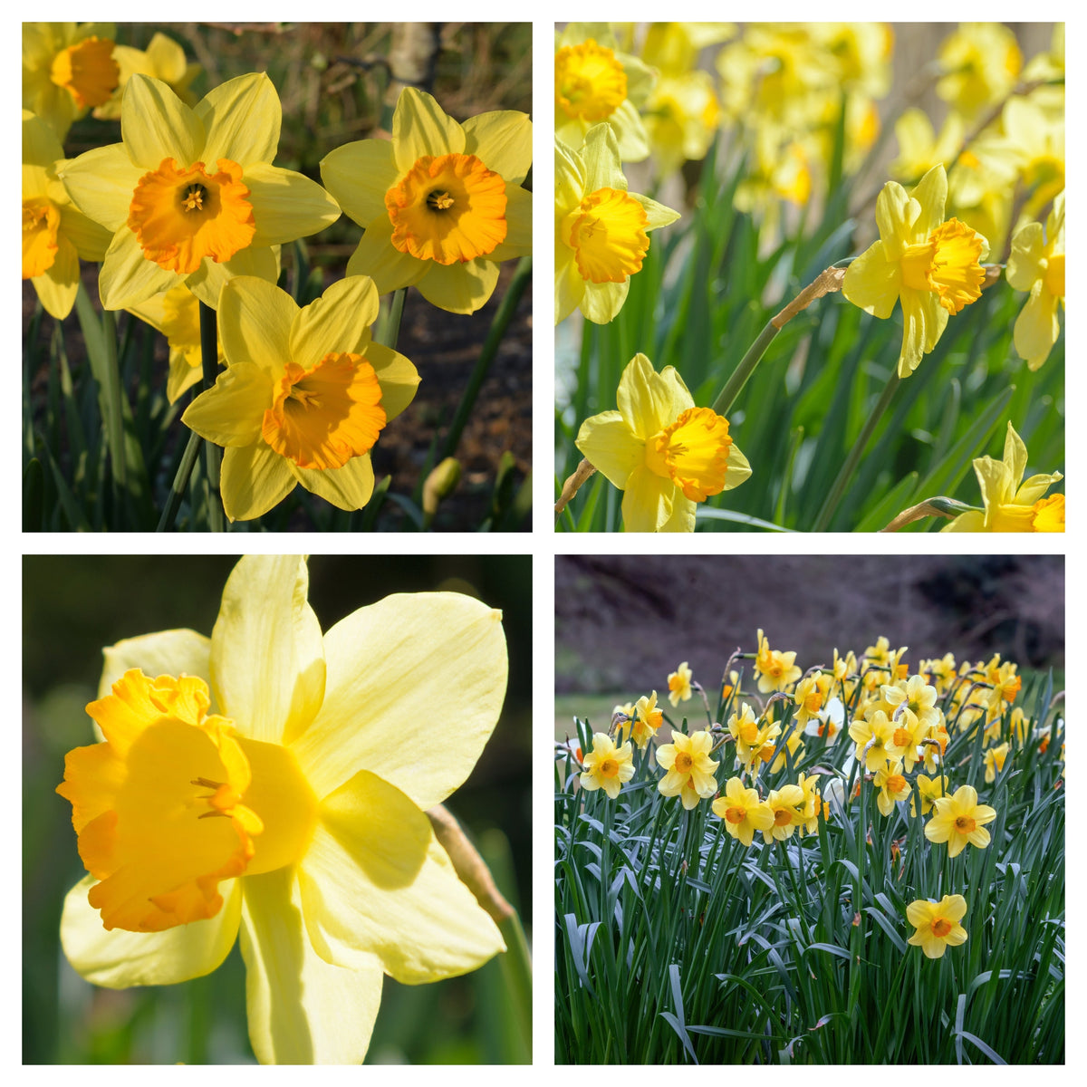 A collage shows Daffodil &#39;Fortune&#39; blooms—yellow petals with orange centers—thriving in a garden among green leaves. Set of 6 bulbs.