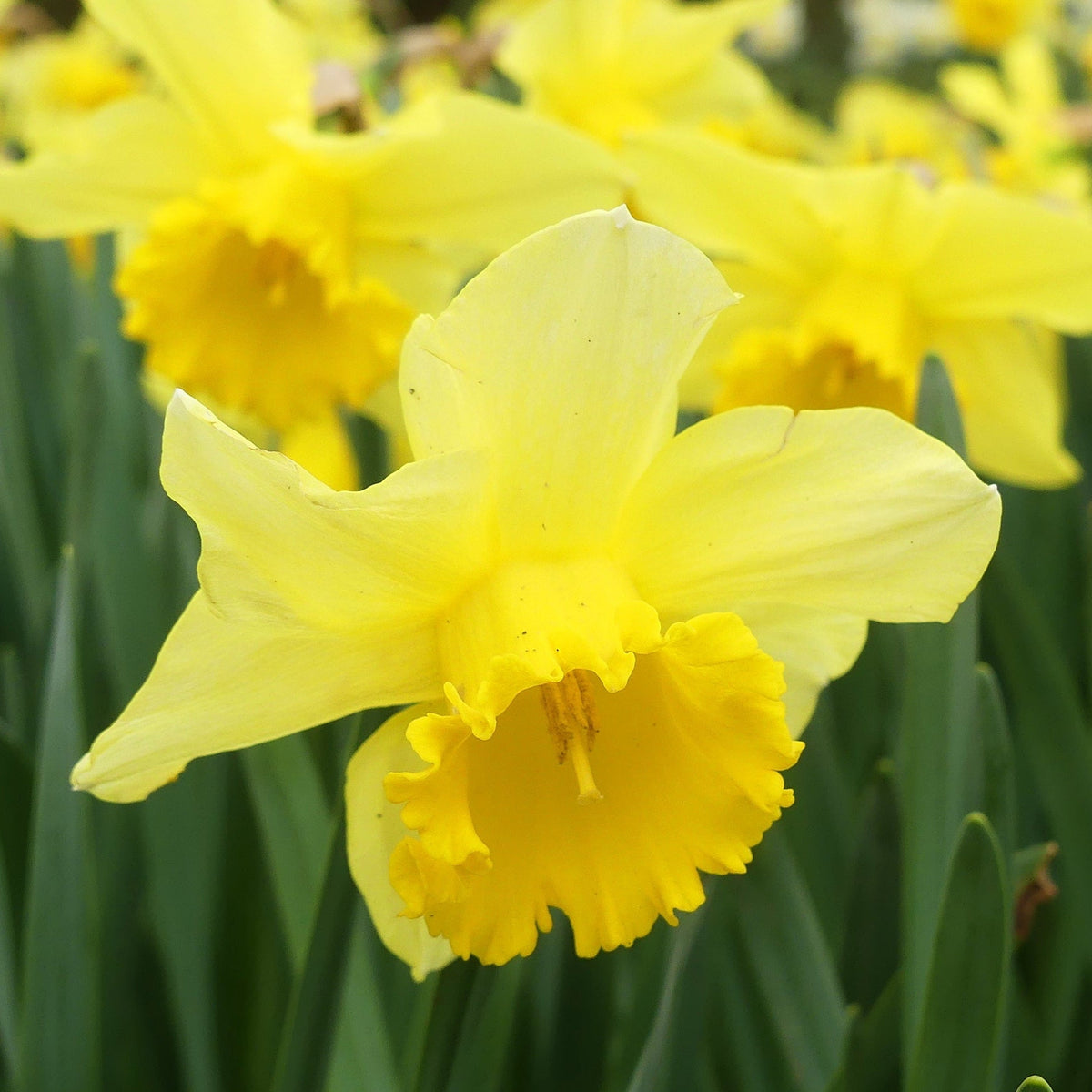 Daffodil &#39;Carlton&#39; (7 Bulbs)