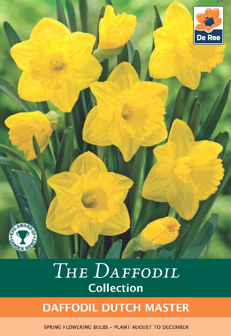 Daffodil 'Dutch Master' (8 Bulbs)