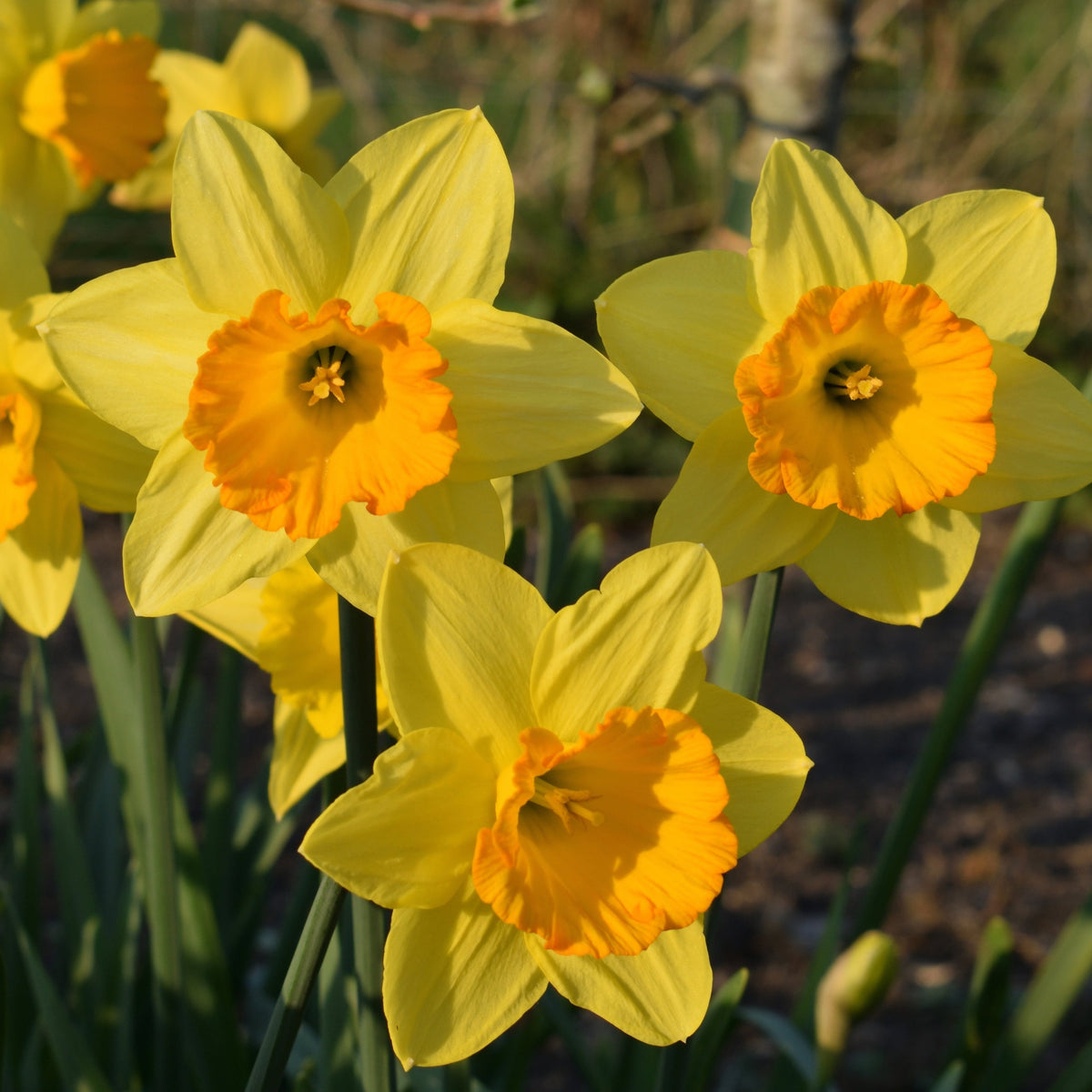 Three Daffodil &#39;Fortune&#39; blooms with large yellow petals and vivid orange centers stand amidst green stems and leaves, with more daffodils and a softly blurred natural background behind them. Set includes 6 bulbs.
