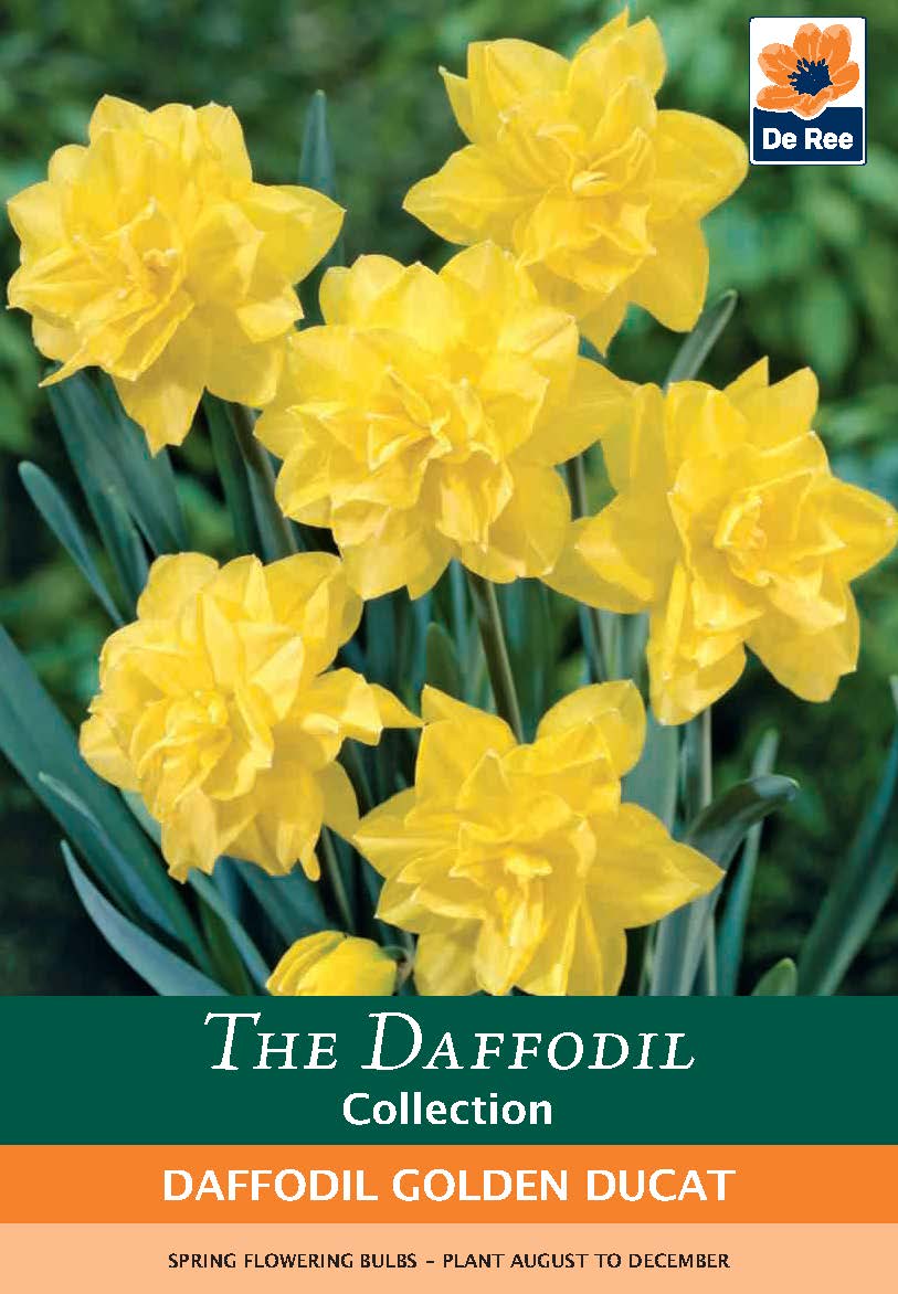 Bright yellow double-flowering Daffodil &#39;Golden Ducat&#39; (6 Bulbs) blooms with pointed petals and green leaves. Text: The Daffodil Collection, Daffodil &#39;Golden Ducat&#39;, De Ree logo, and easy-care bulb planting info at bottom.