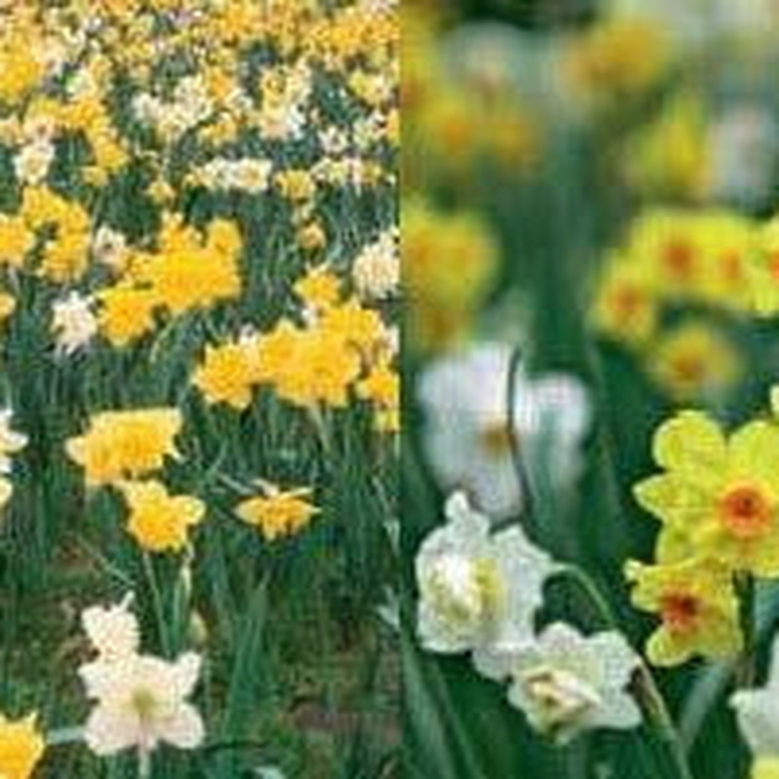 Dwarf Daffodil Bulbs Mixed (20 Bulbs) feature green stems and are perfect low-maintenance flower bulbs for brightening up any space.