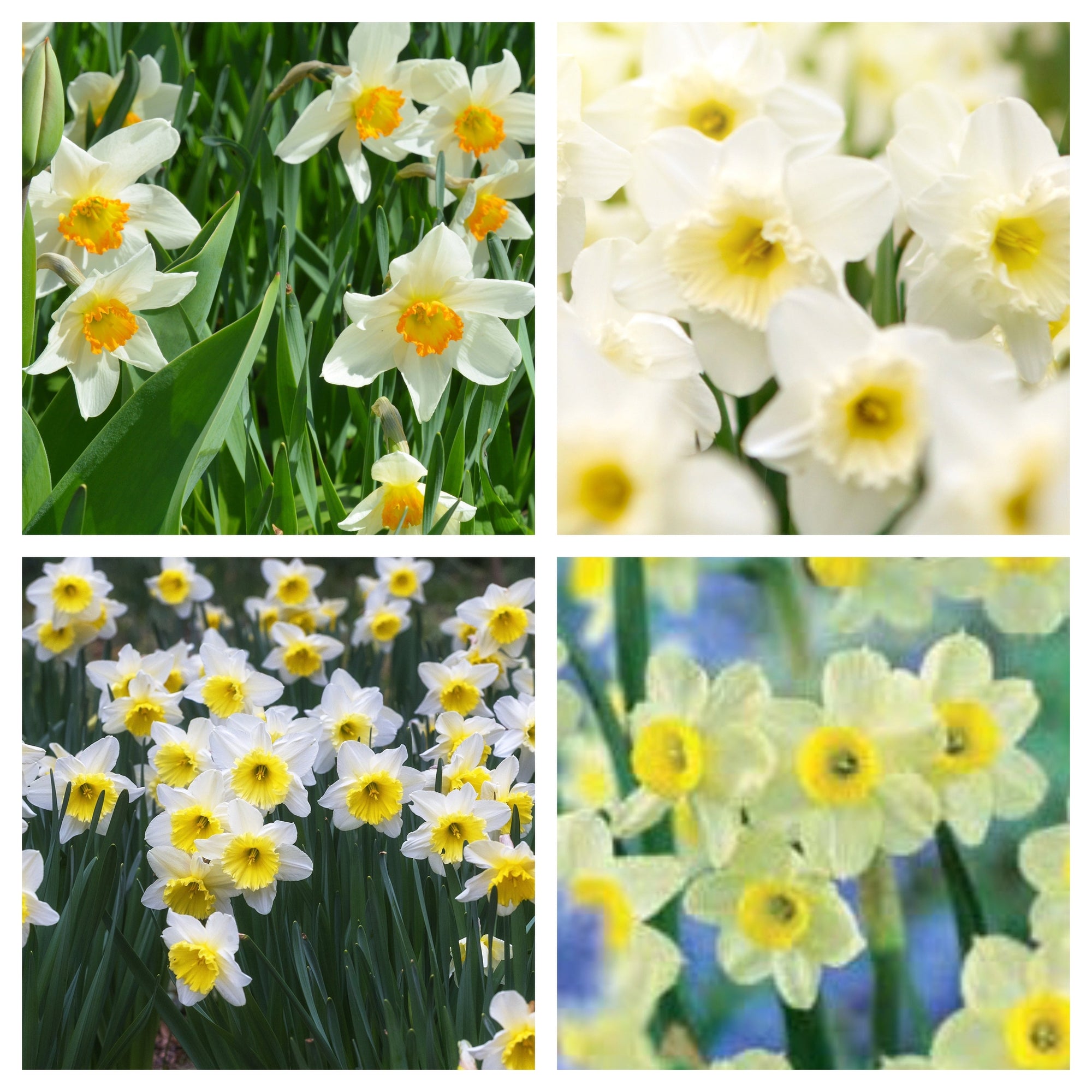 Narcissi Scented White Mix | Dwarf White Daffodil Bulbs (8 Bulbs)