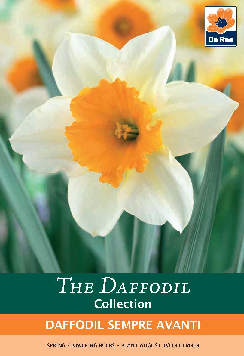 Close-up of Daffodil 'Sempre Avanti'—white petals with an orange center amid green leaves. The Daffodil Collection: 5 bulbs for bright, pollinator-friendly spring gardens.