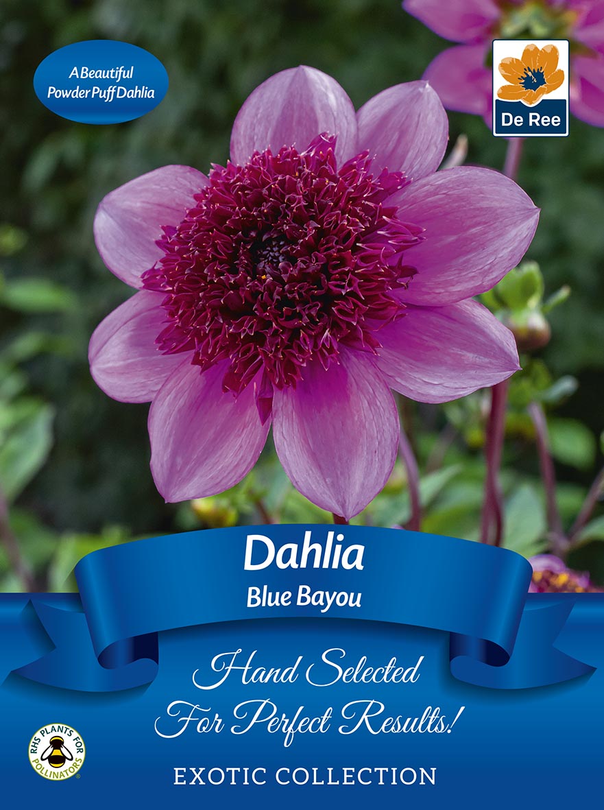Dahlia anemone Blue Bayou | Exotic Collection | 1 Tuber