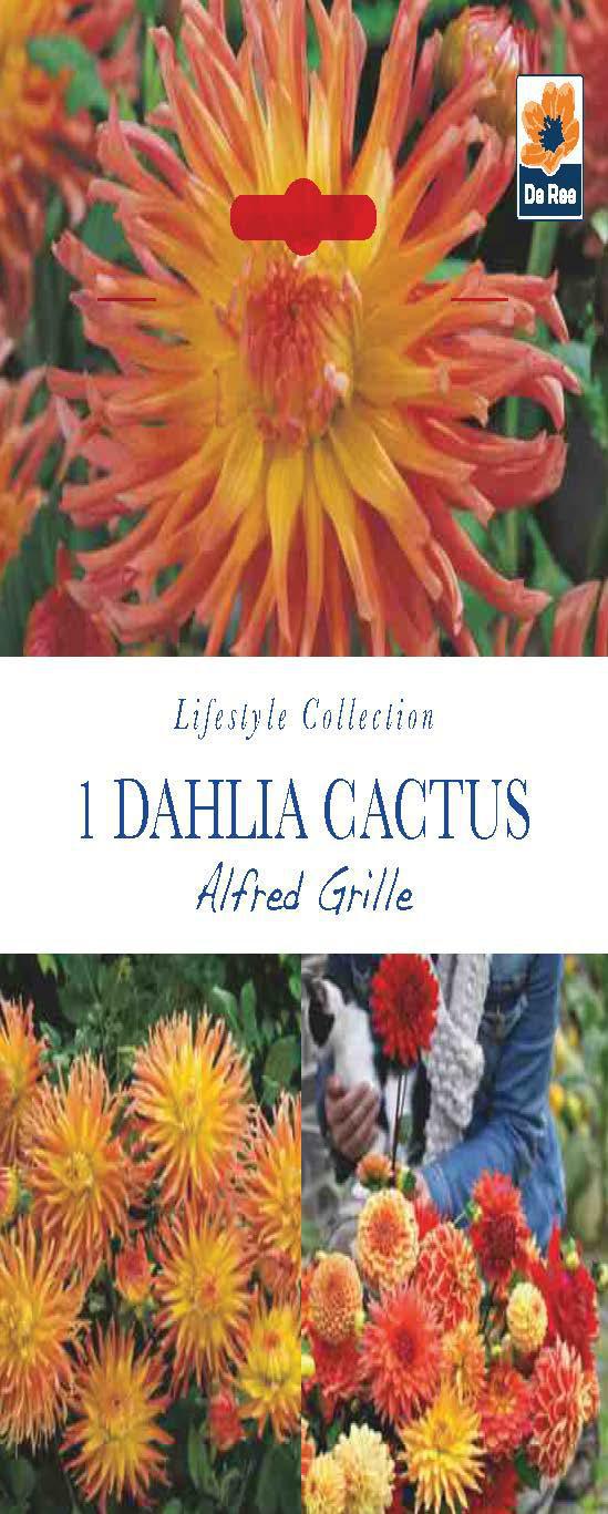 Dahlia Cactus &#39;Alfred Grille&#39; (1 Tuber)